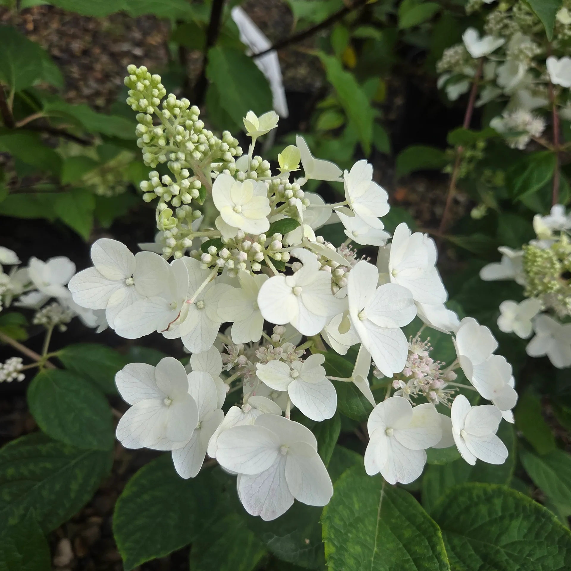 Hydrangea paniculata Petite Lantern PBR