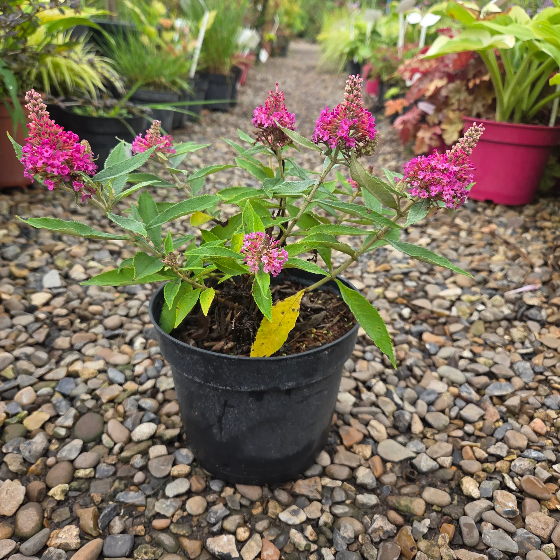 CERCIS CANAD. LAVENDER TWIST