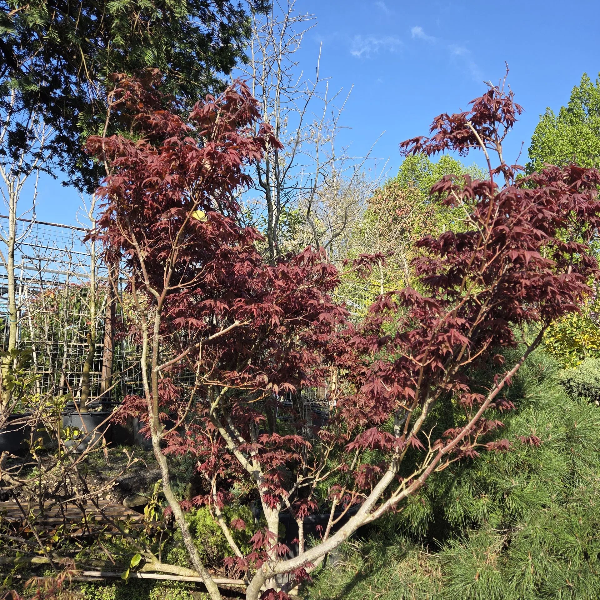 ACER PALMATUM FIREGLOW