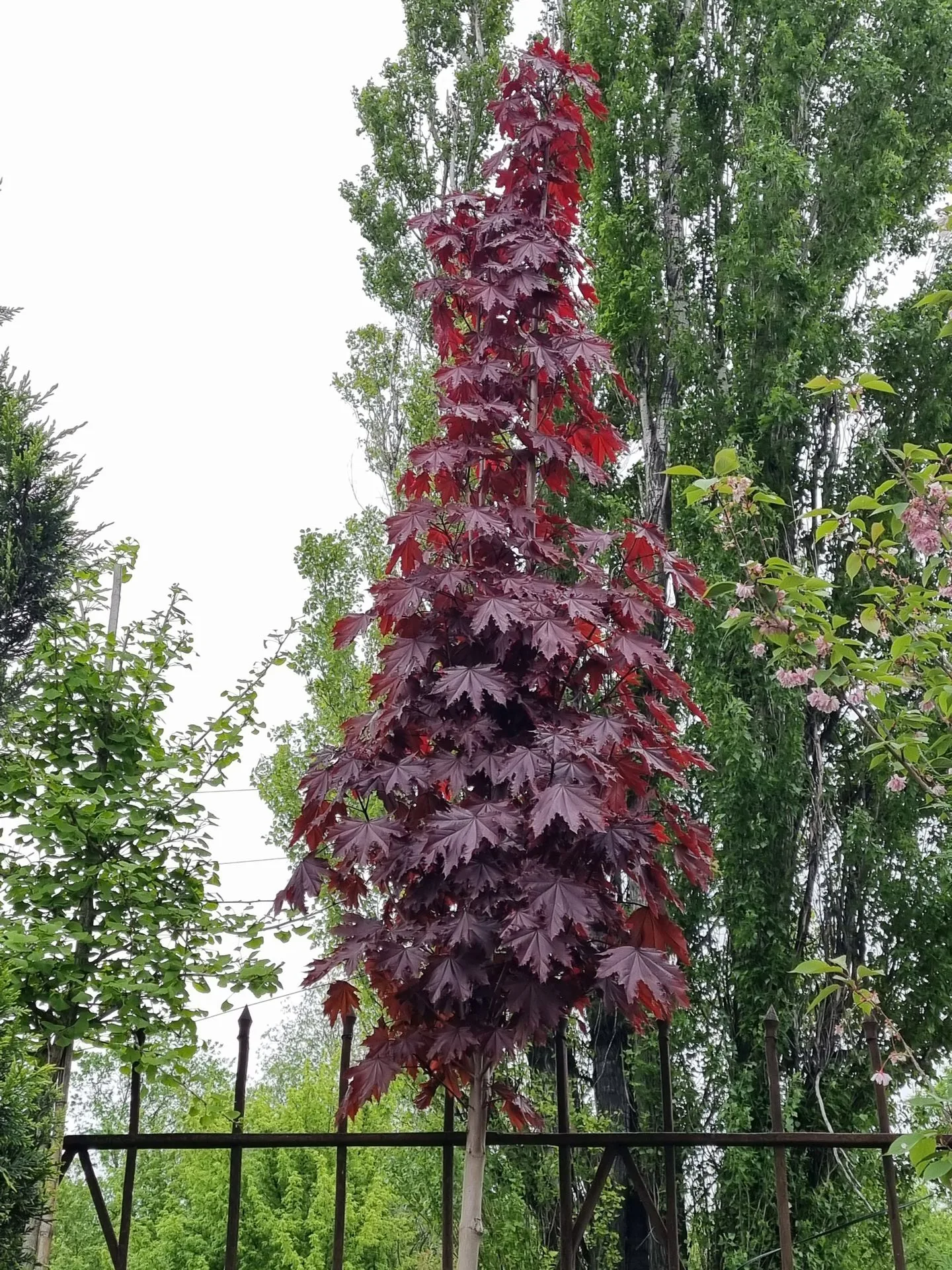 ACER PLAT. CRIMSON SENTRY AF