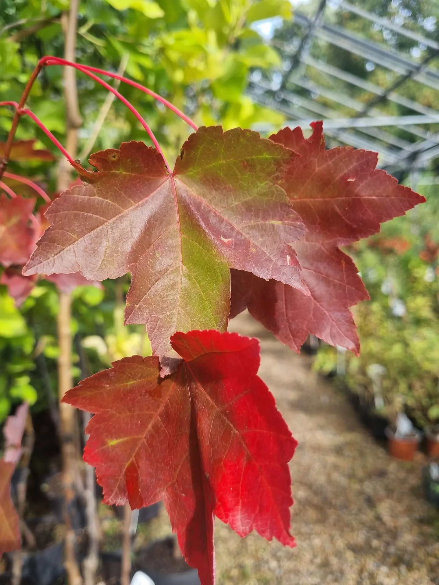 ACER RUBRUM RED SUNSET