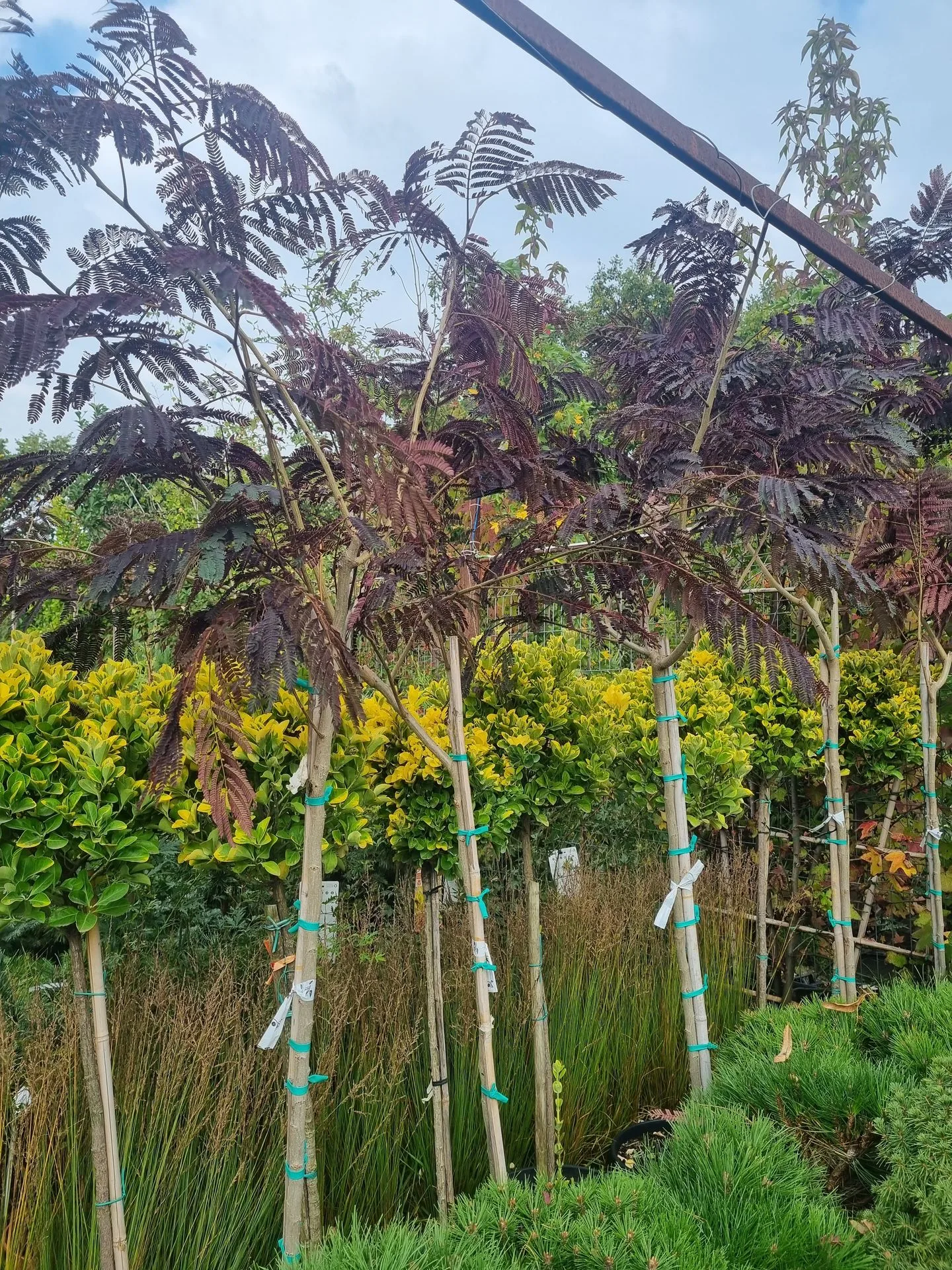 ALBIZIA JUL. SUMMER CHOC. 1/2F