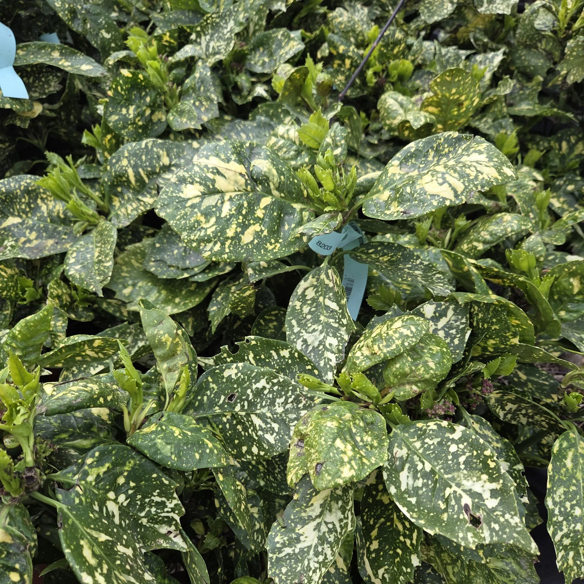 AUCUBA CROTONIFOLIA