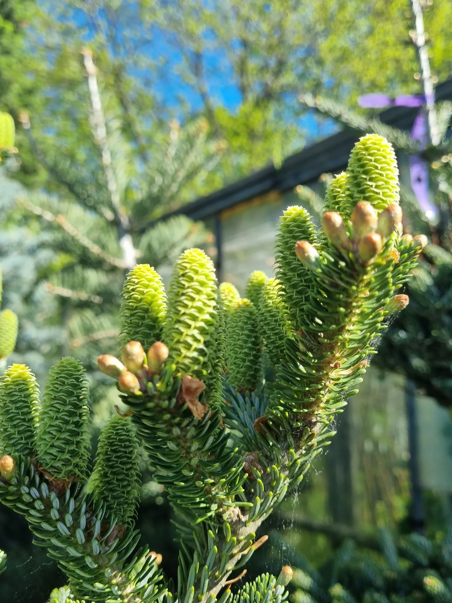 Abies koreana