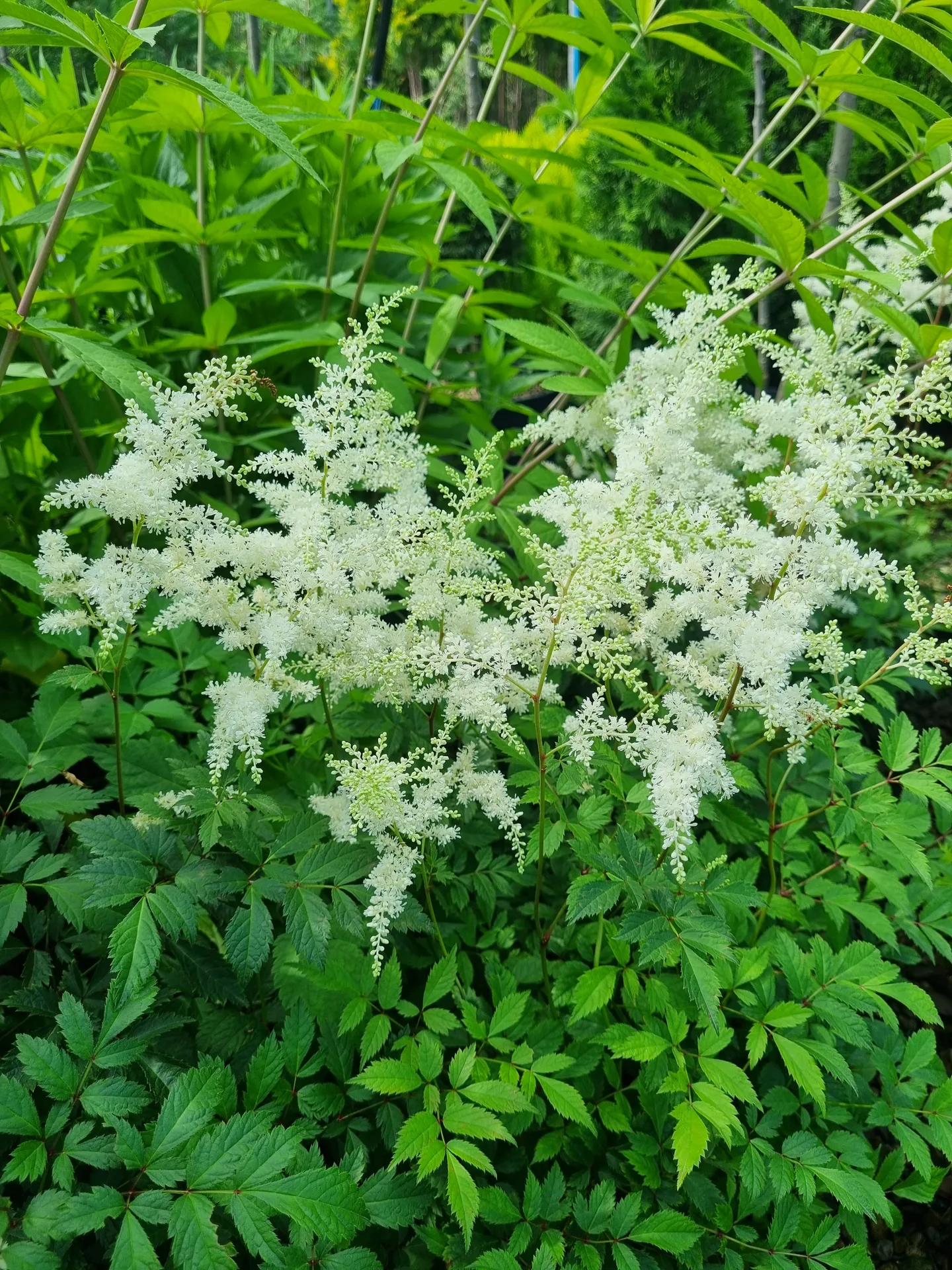 Astilbe Japonica Ellie