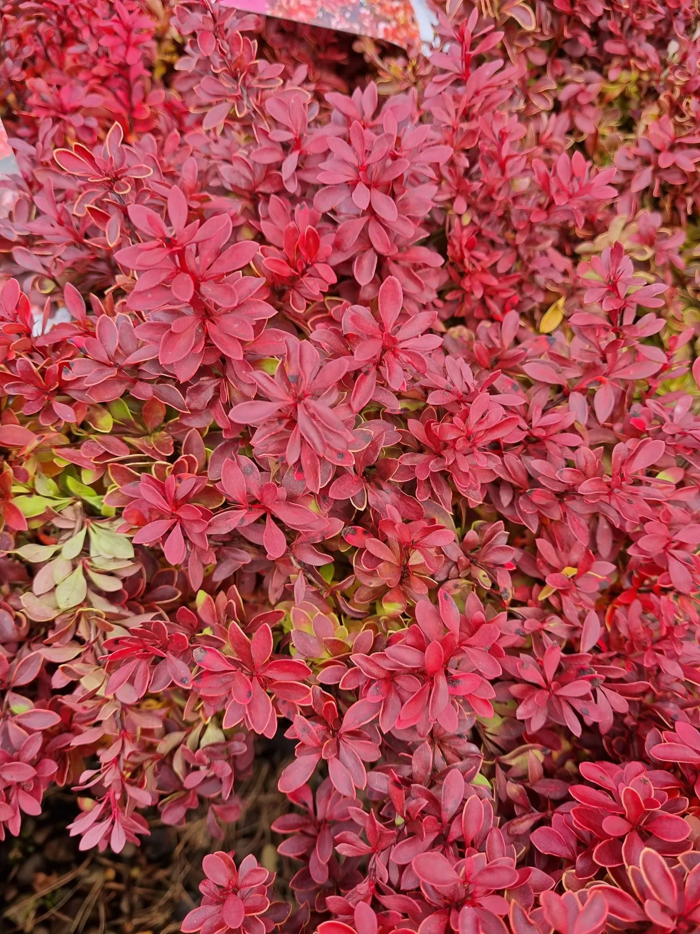 Berberis thunbergii Admiration PBR