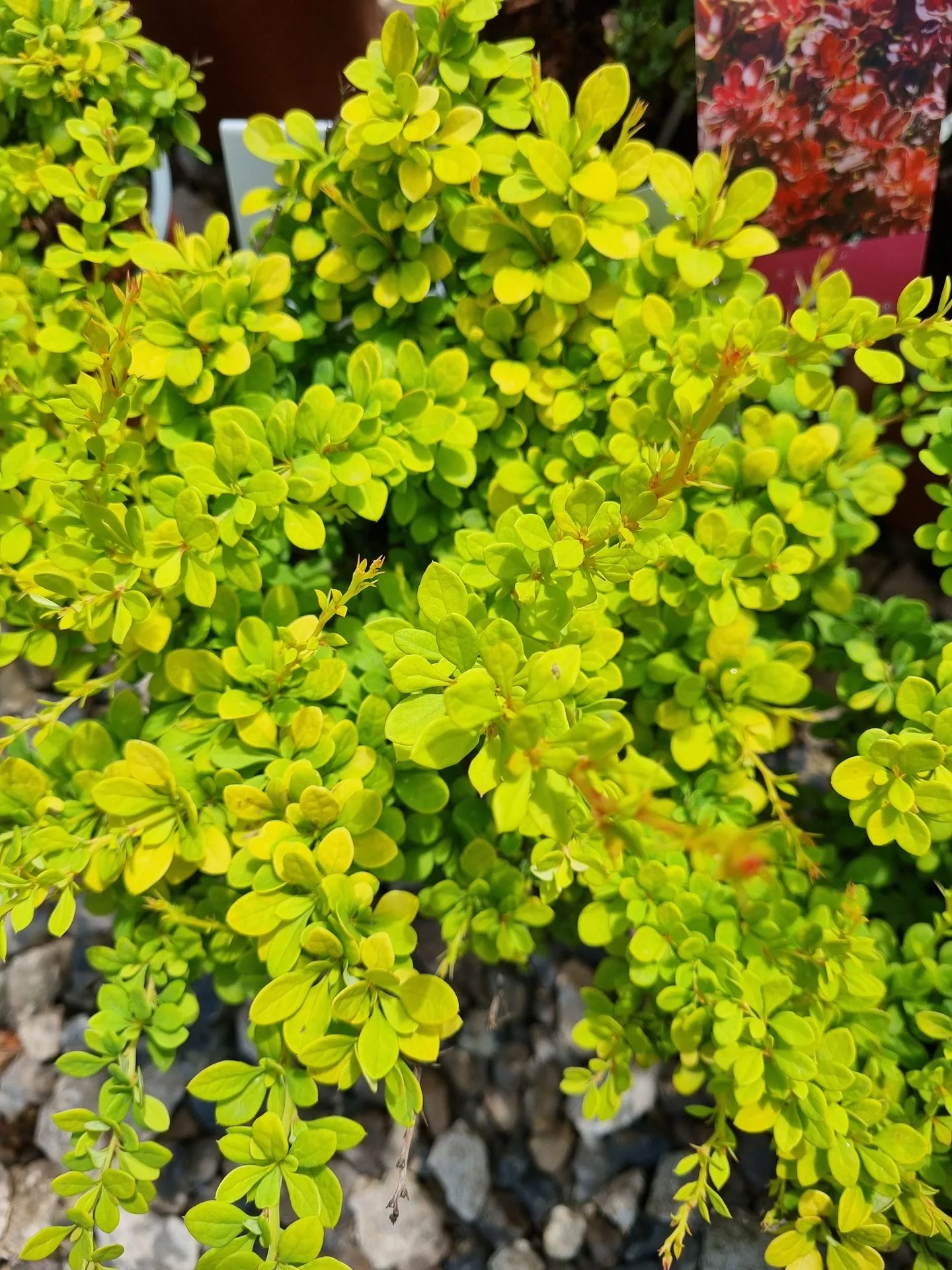 Berberis thunbergii Tiny Gold PBR