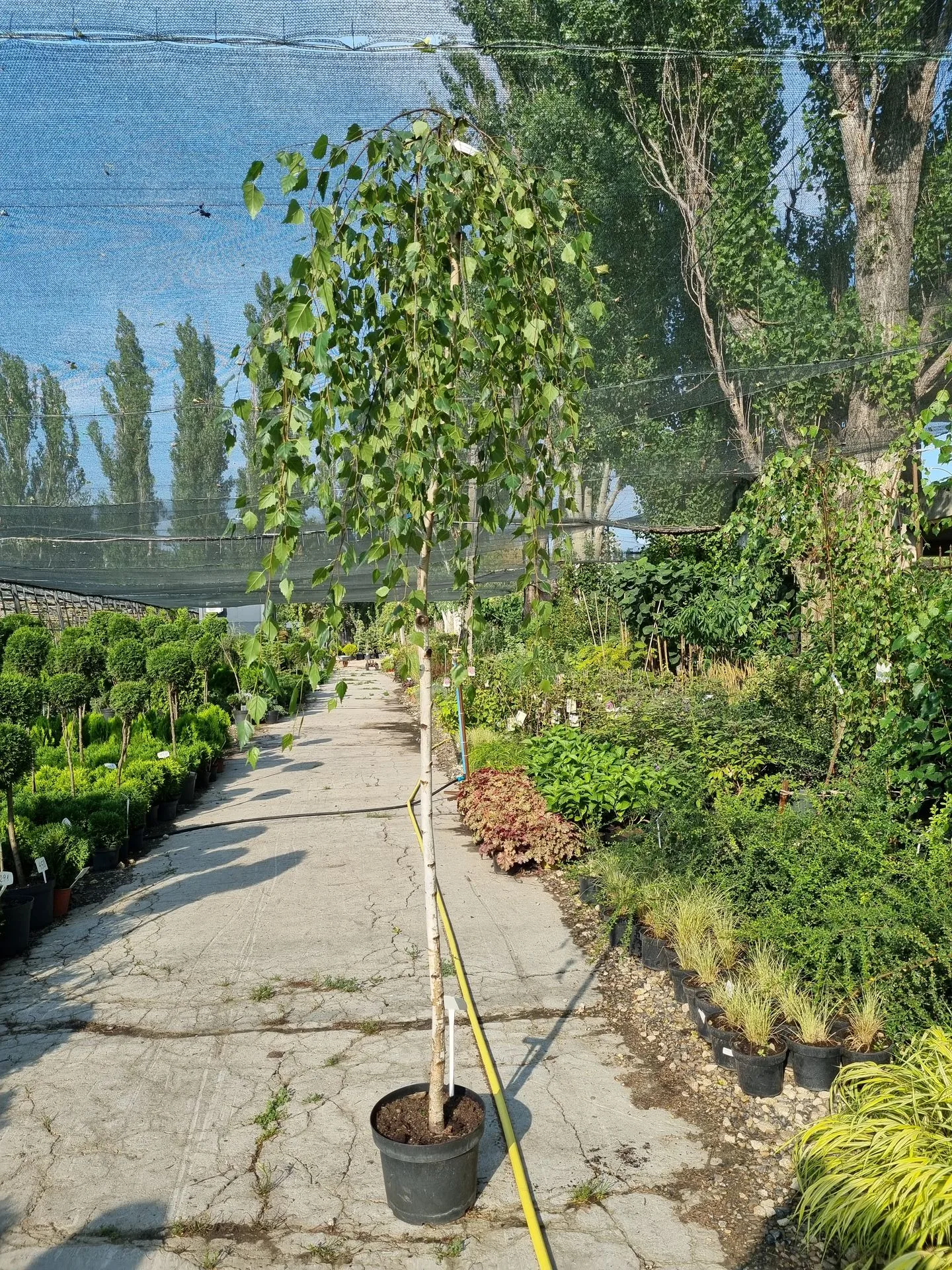 Betula pendula Youngii
