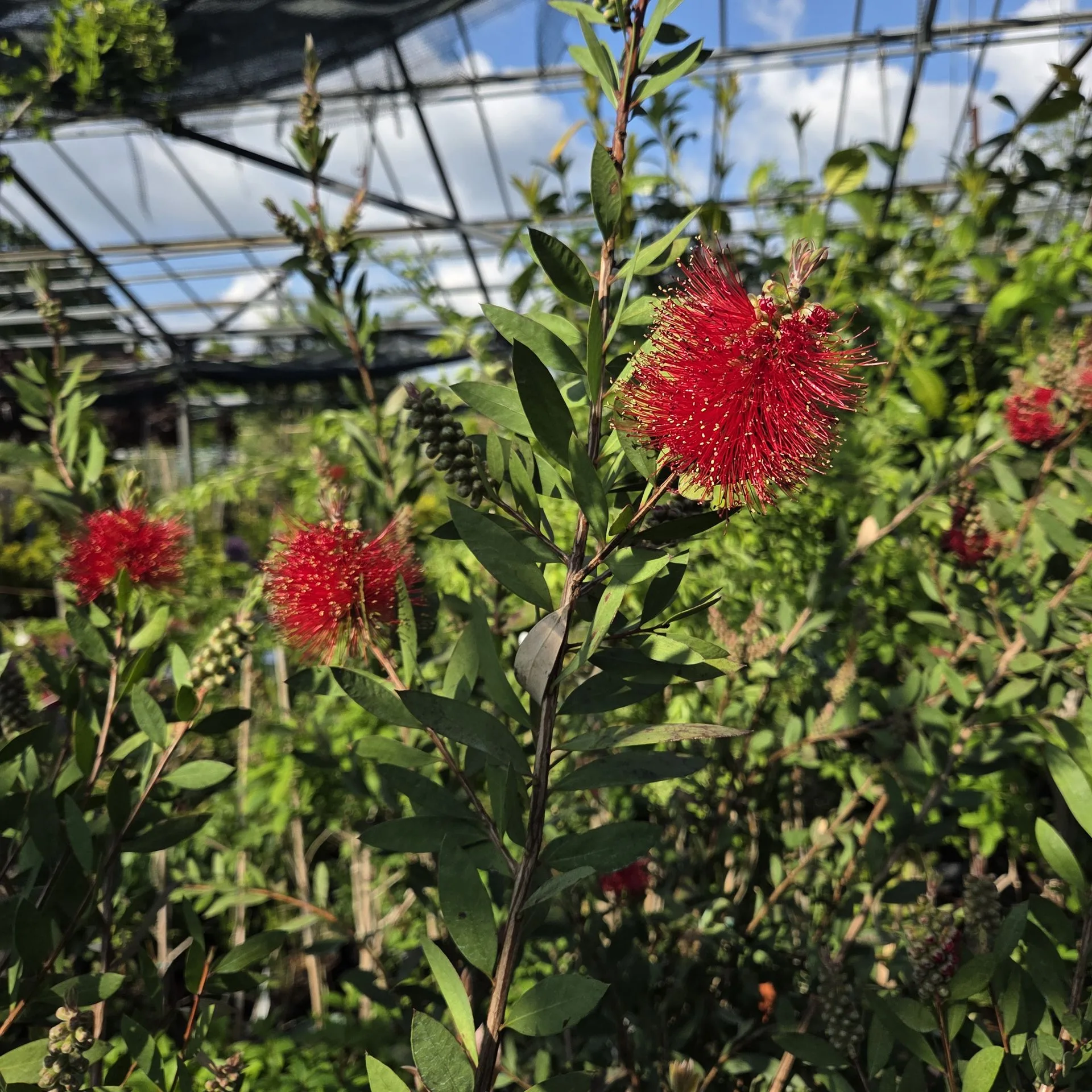 CALLISTEMON LAEVIS