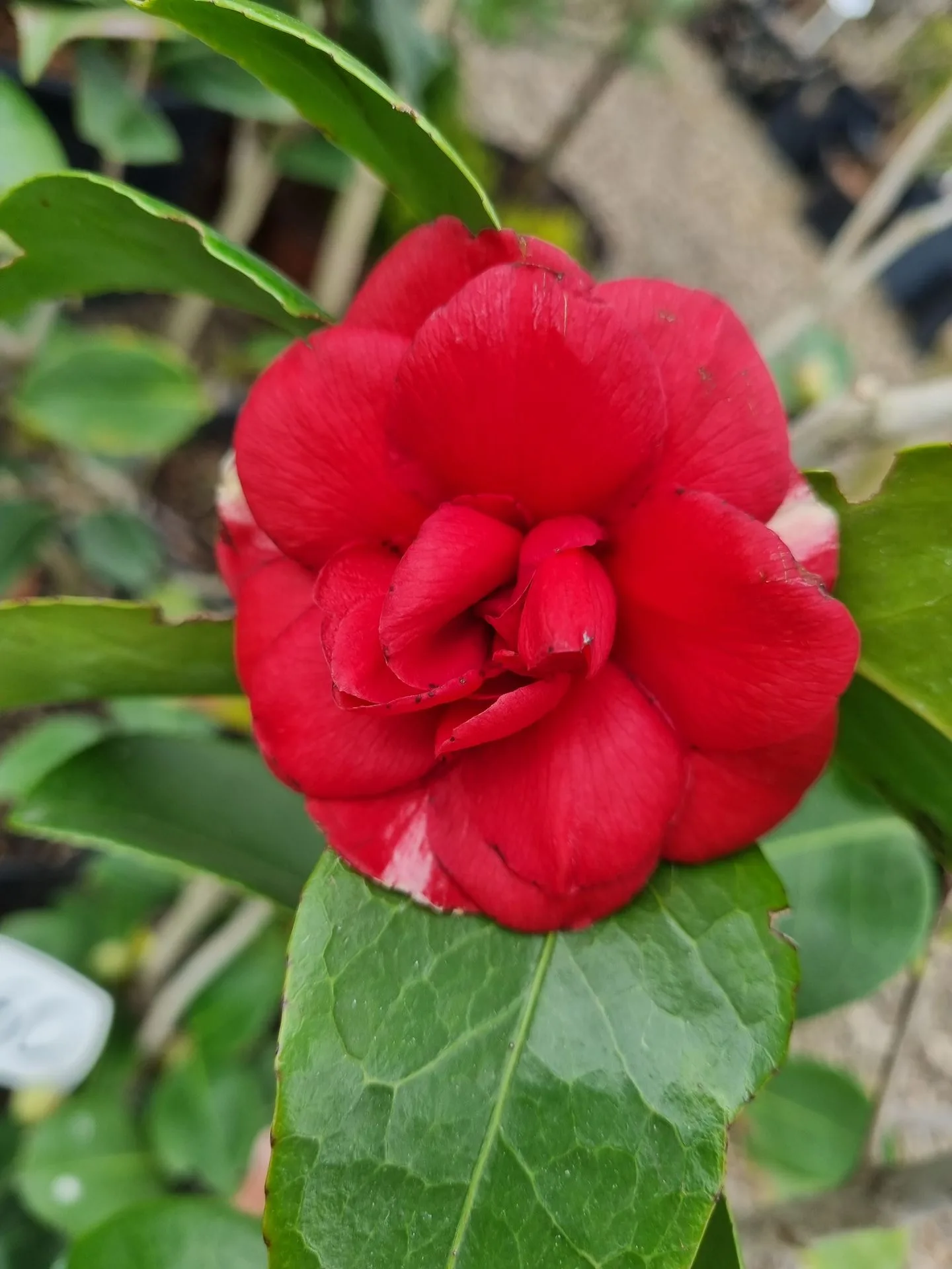 CAMELIA JAP. MIX