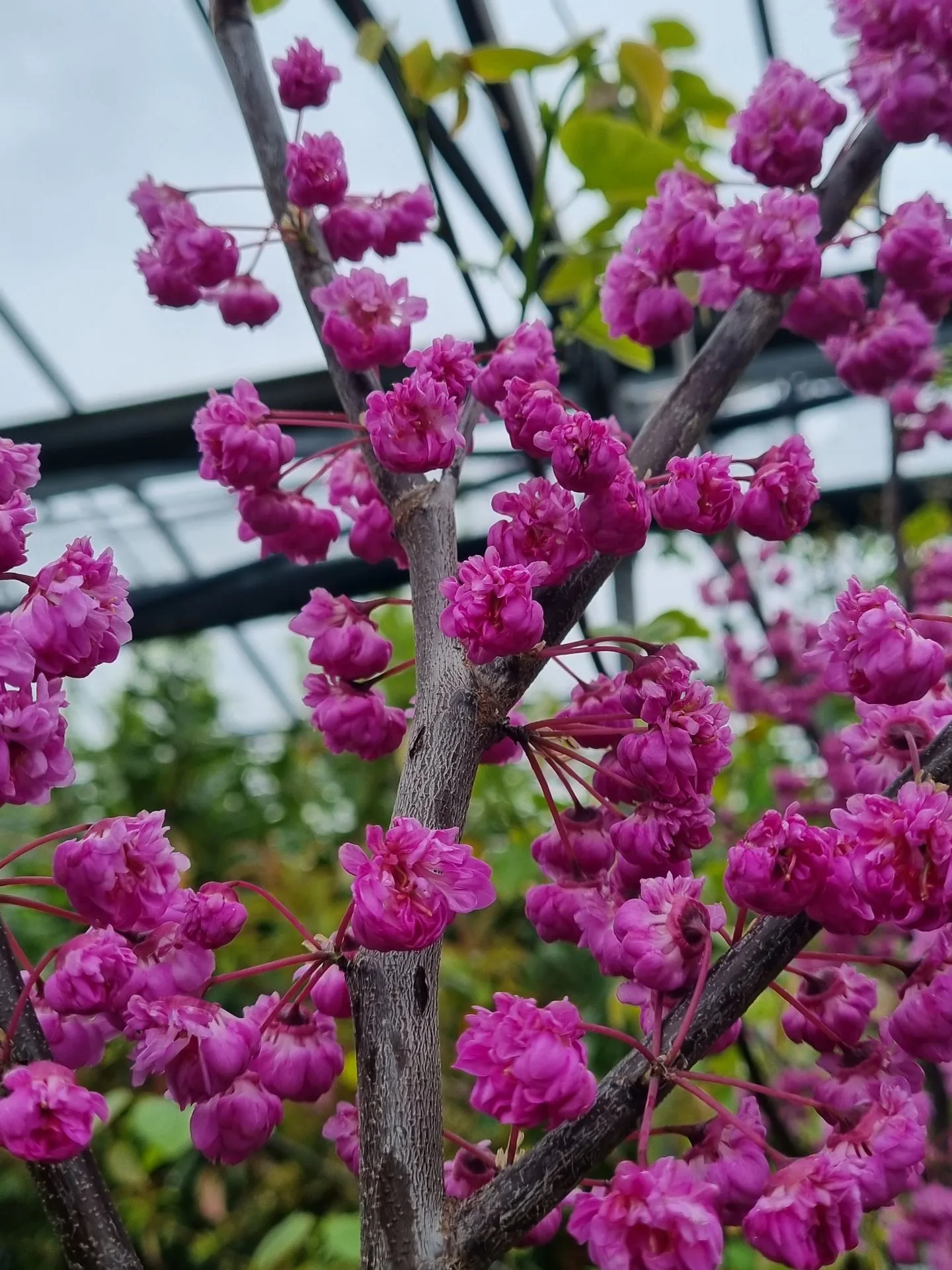 CERCIS CANAD. PINK POM POMS