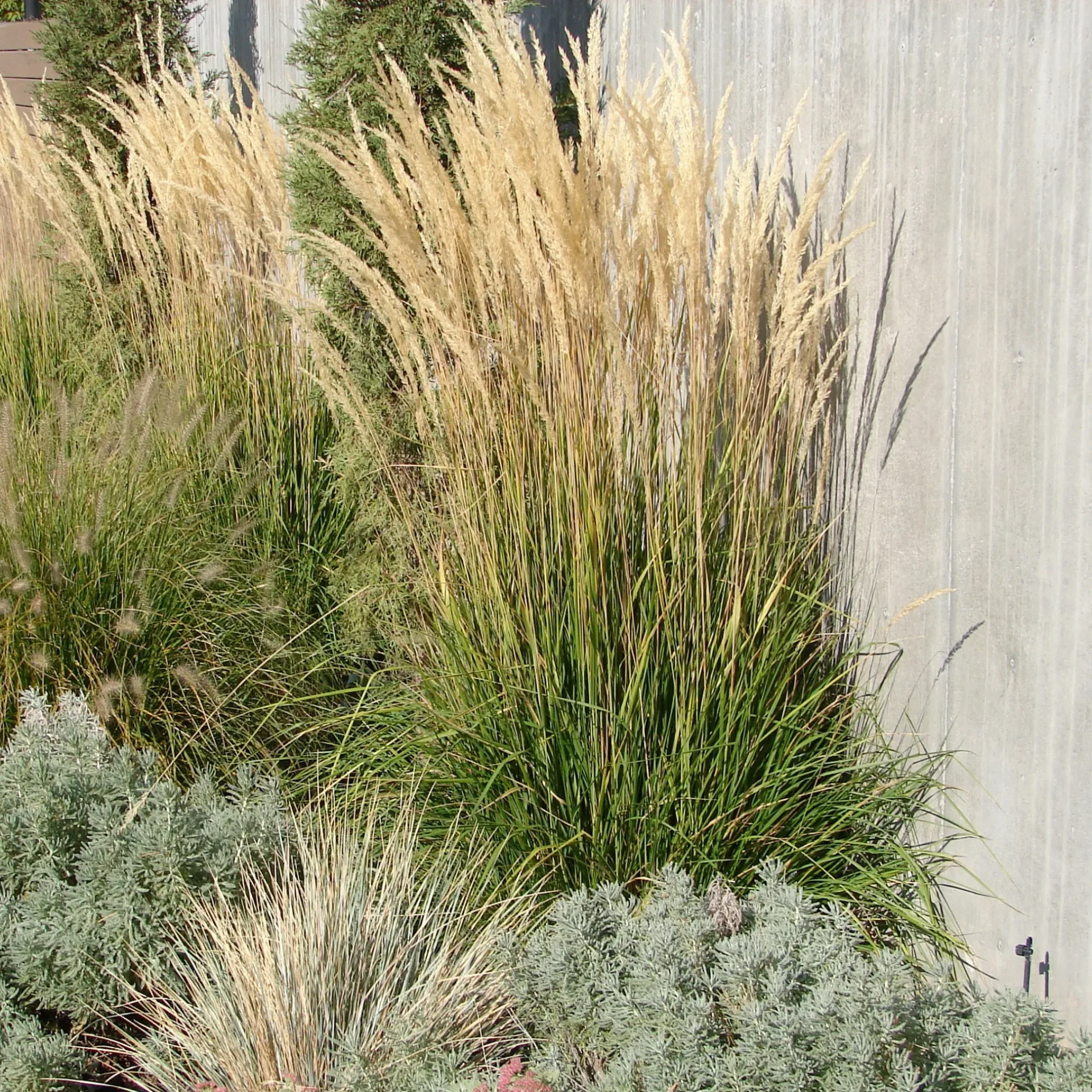 Calamagrostis Acutiflora Karl Foerster