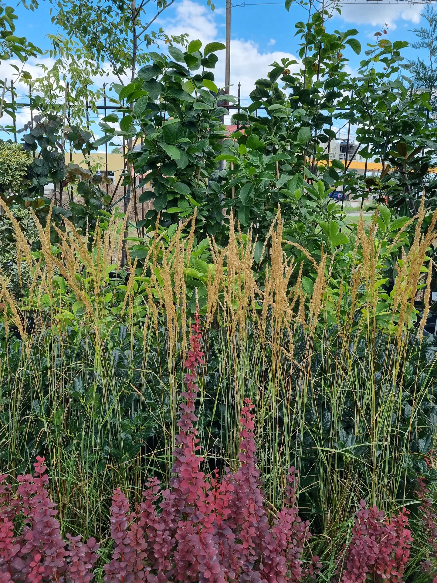 Calamagrostis × acutiflora Karl Forster