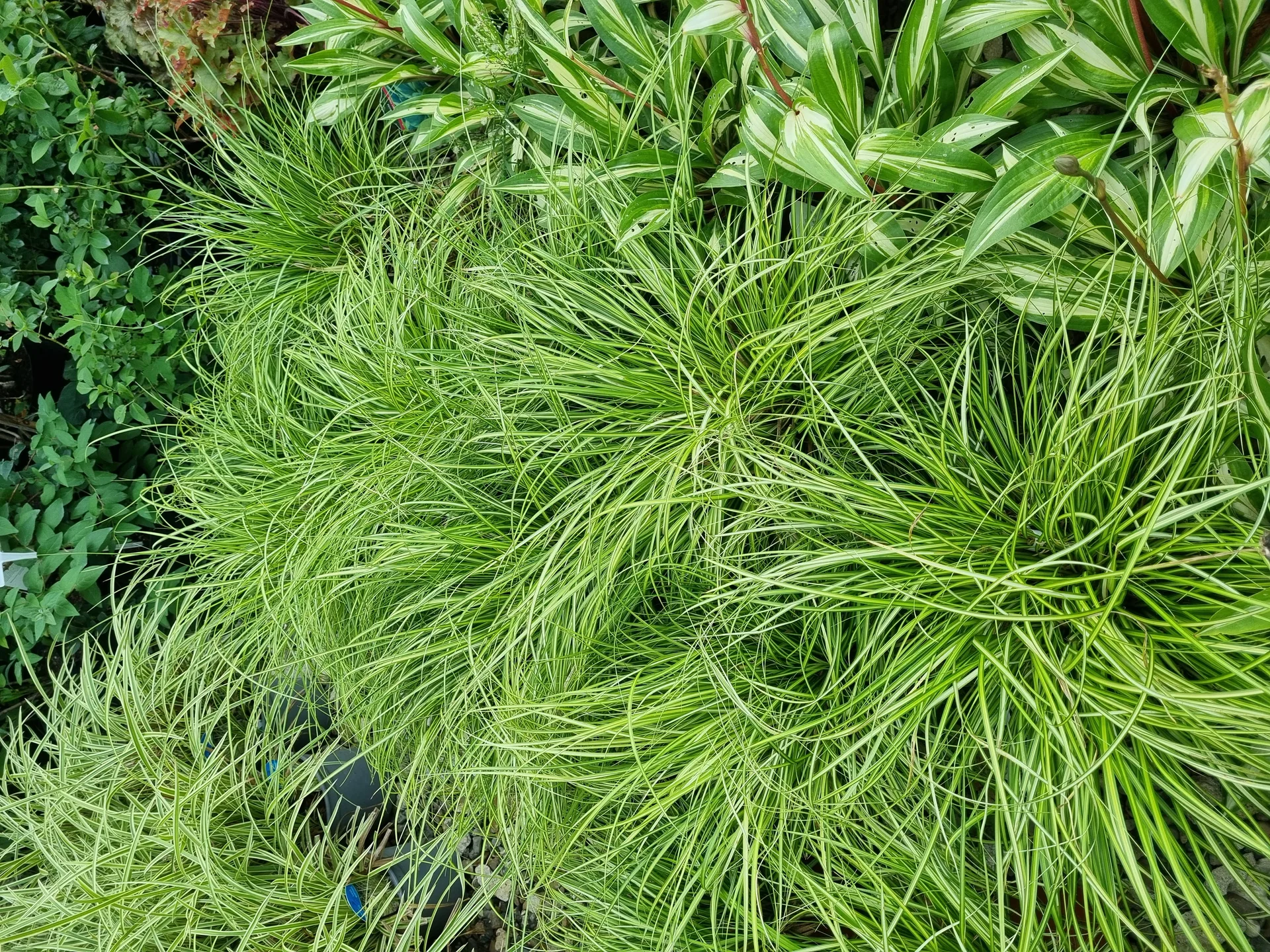 Carex oshimensis Evergold