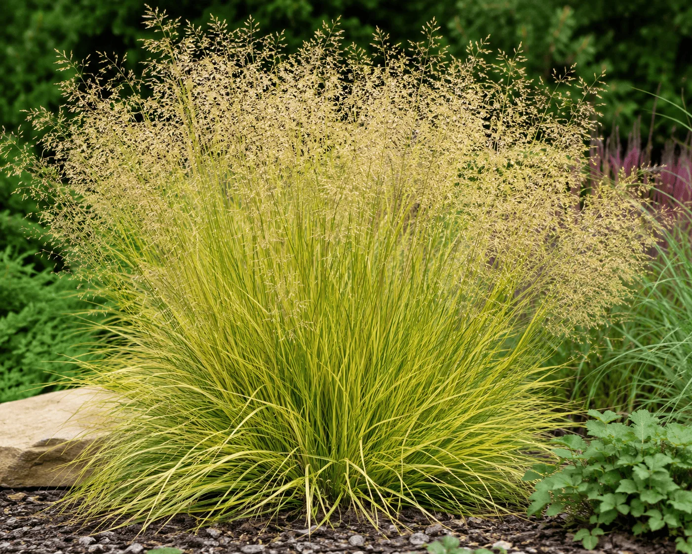 Deschampsia Cespitosa Goldschleier
