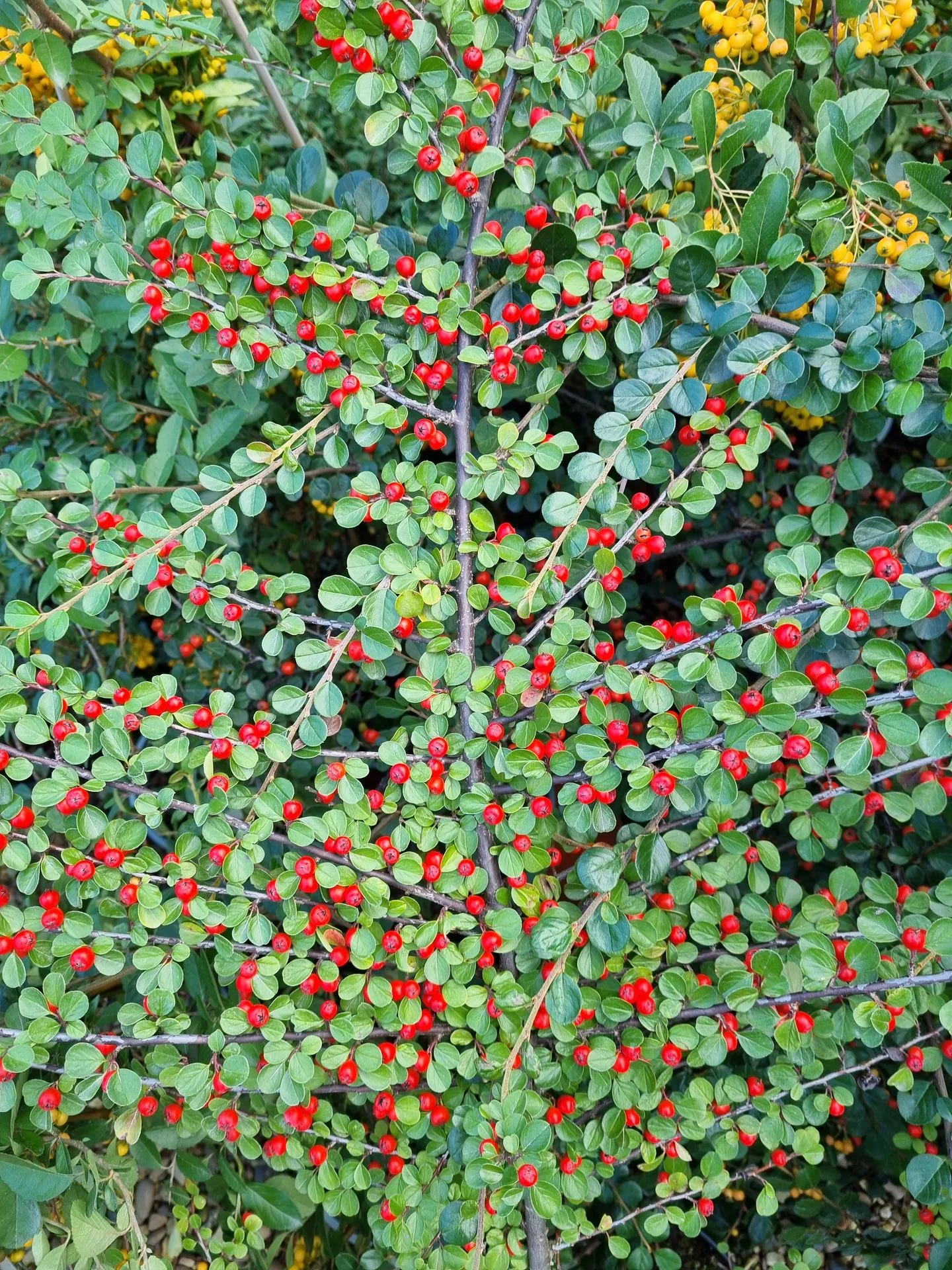Cotoneaster perpusillus
