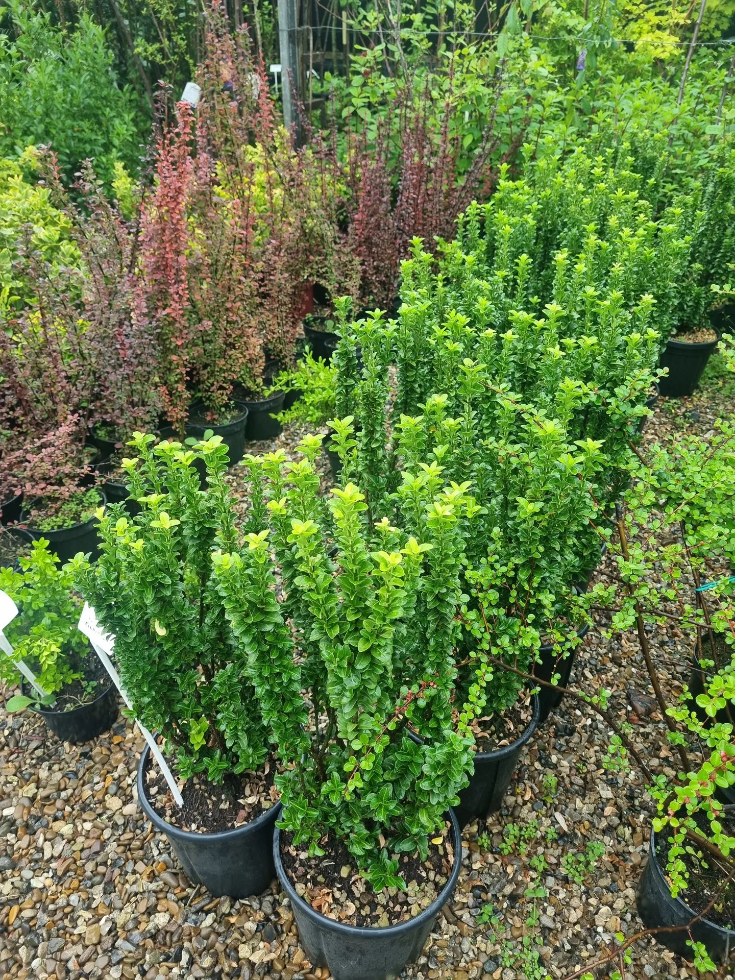 EUONYMUS JAP. BENKOMASAKI