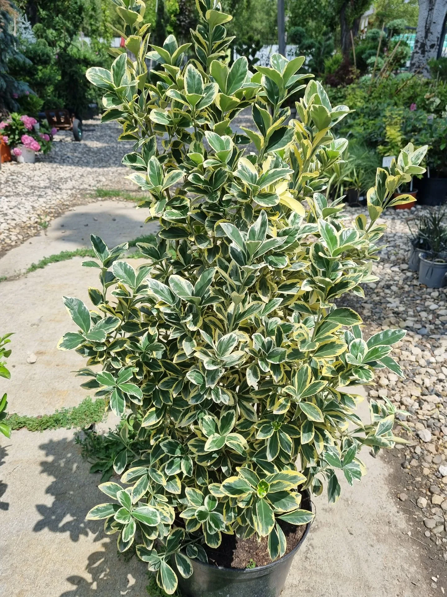 EUONYMUS JAP. BRAVO
