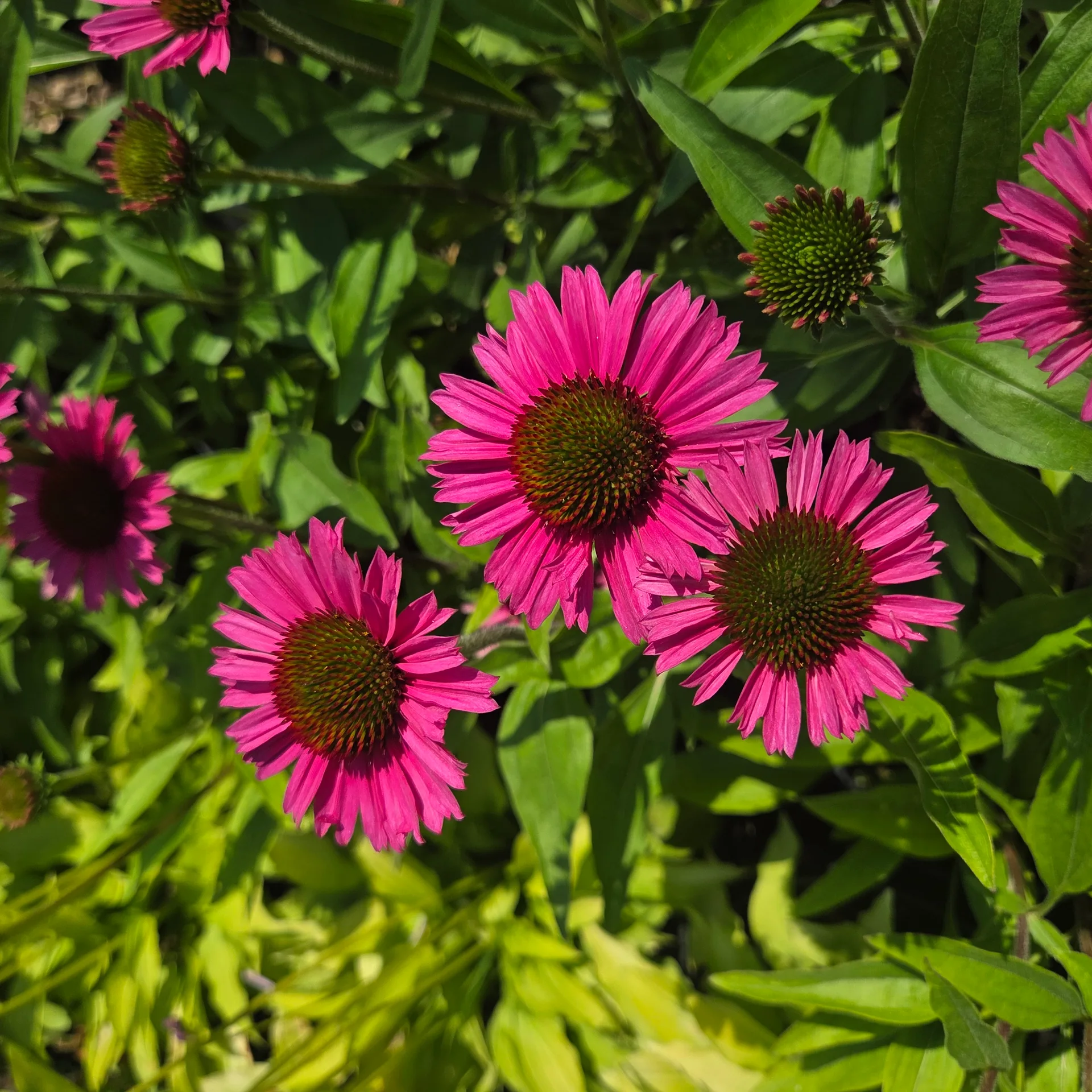 Echinacea DELICIOUS CANDY
