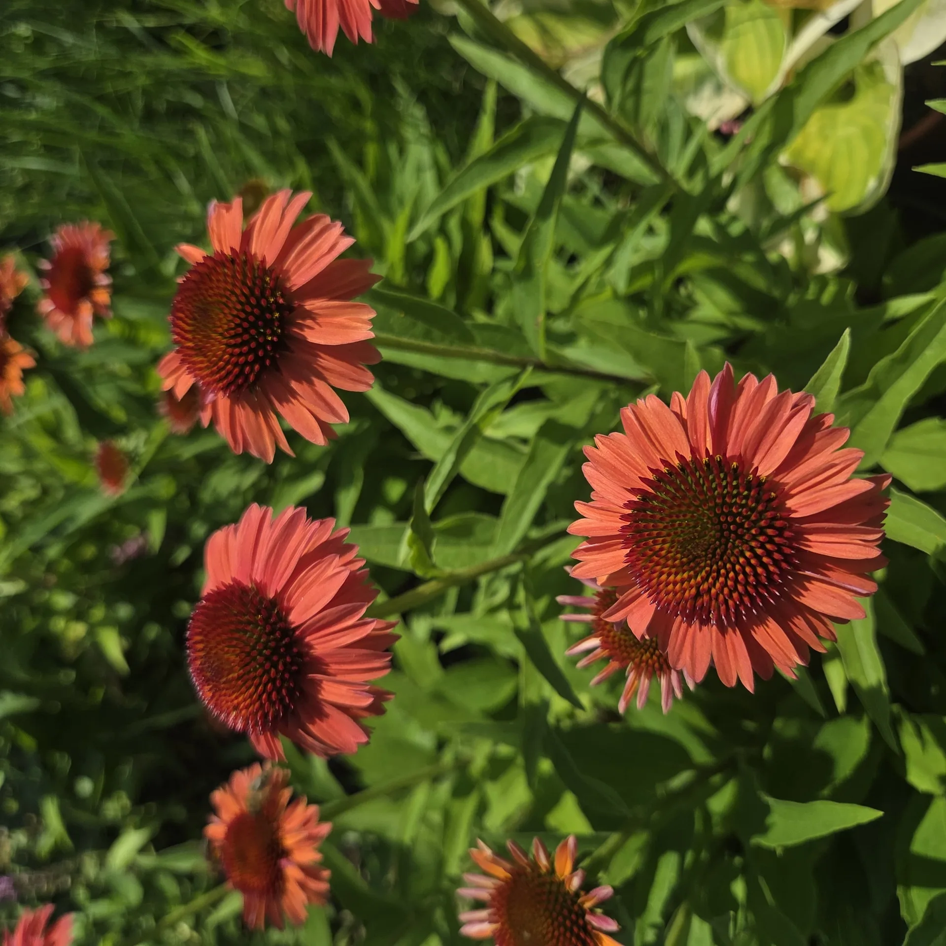 Echinacea Meditation Orange