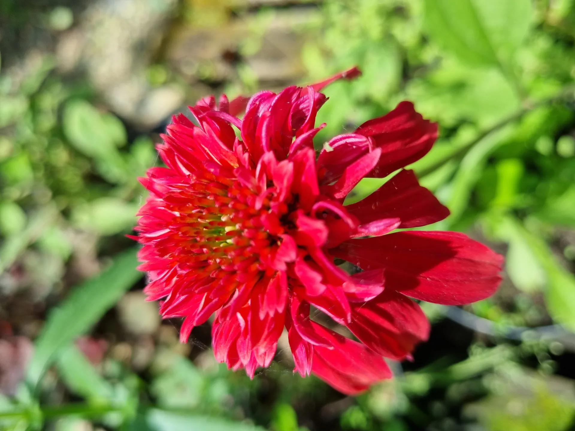 Echinacea  Eccentric
