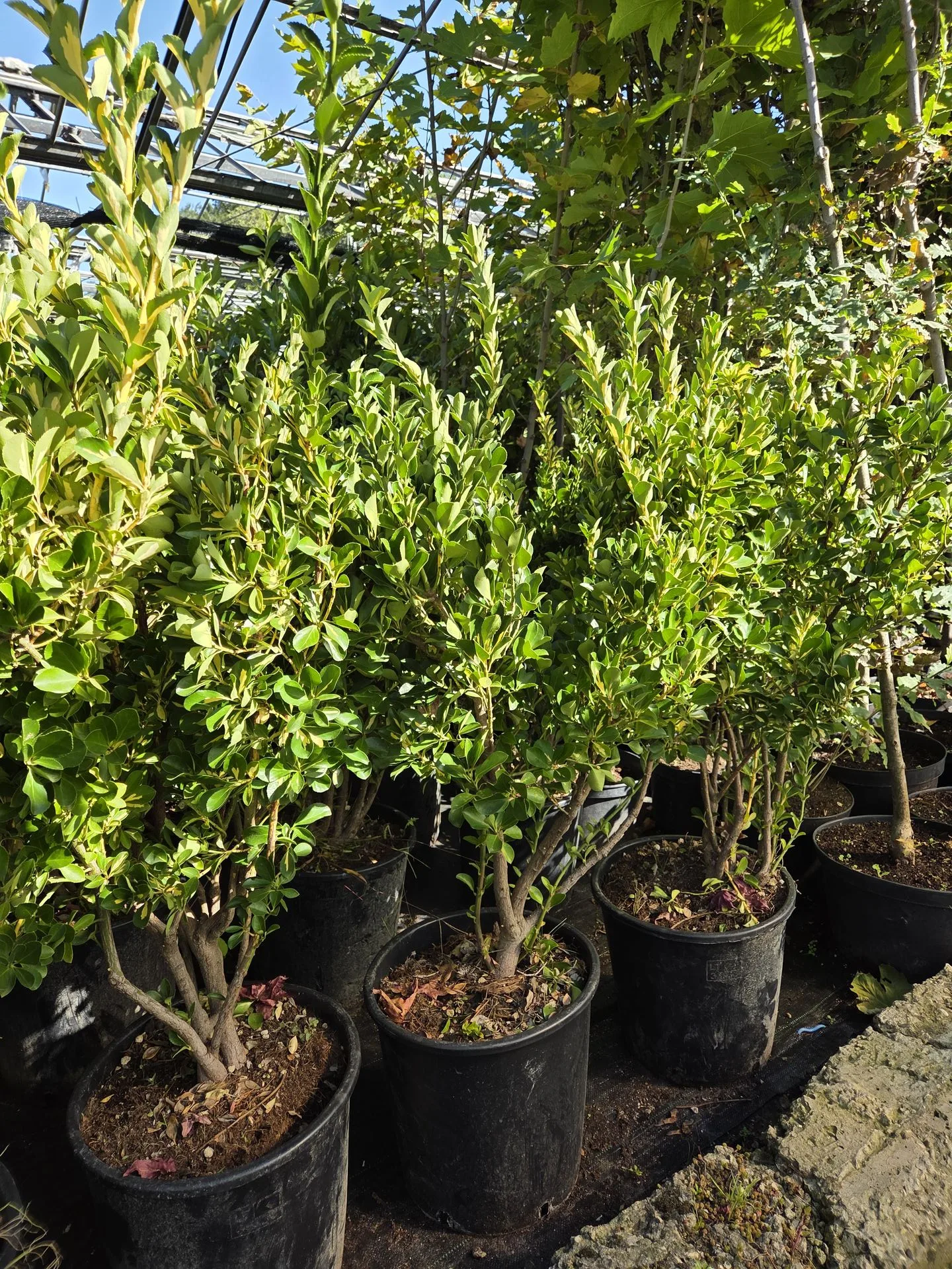 Euonymus Fortunei Funghi Bush