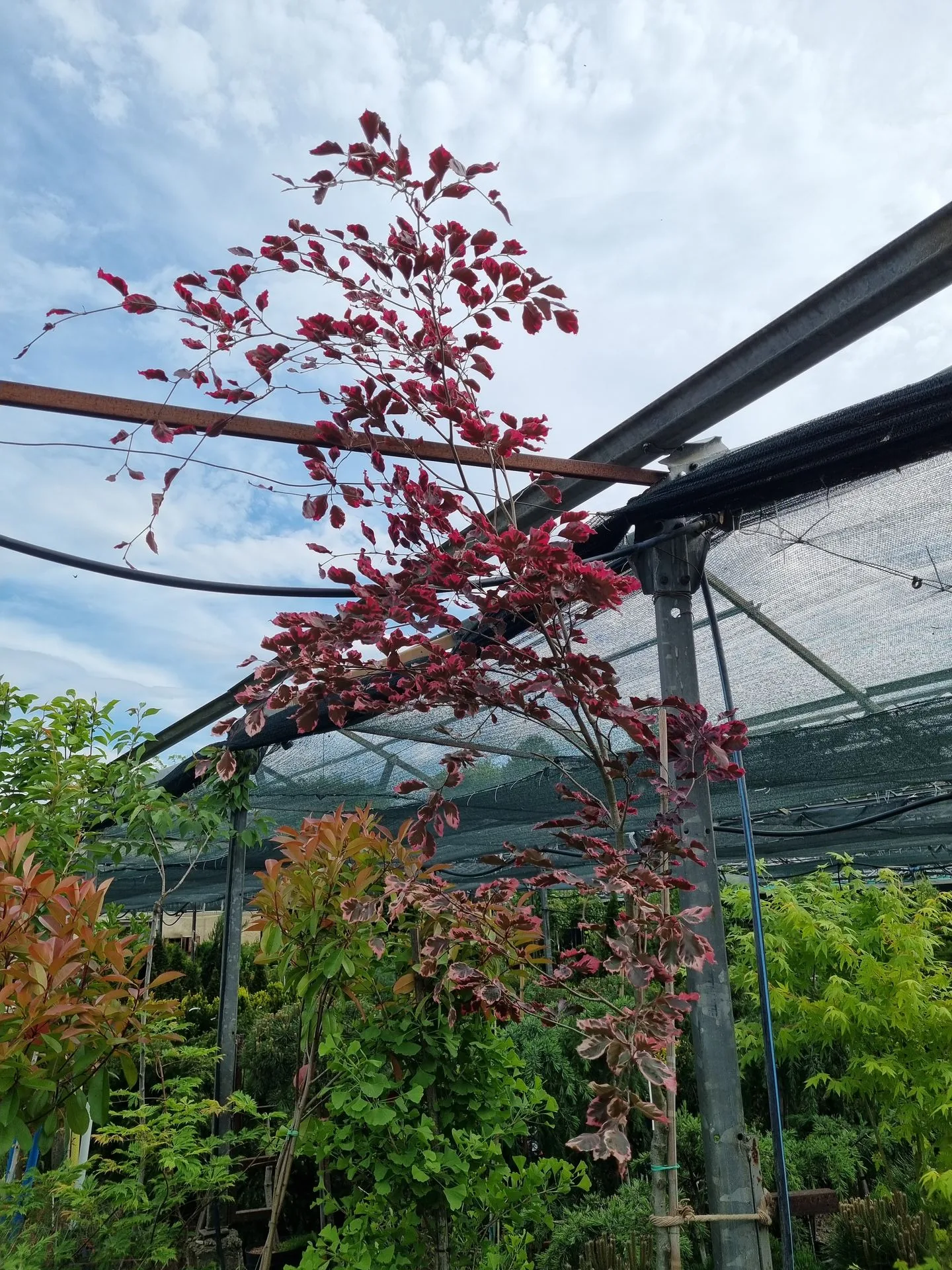 Fagus sylvatica Purpurea Tricolor