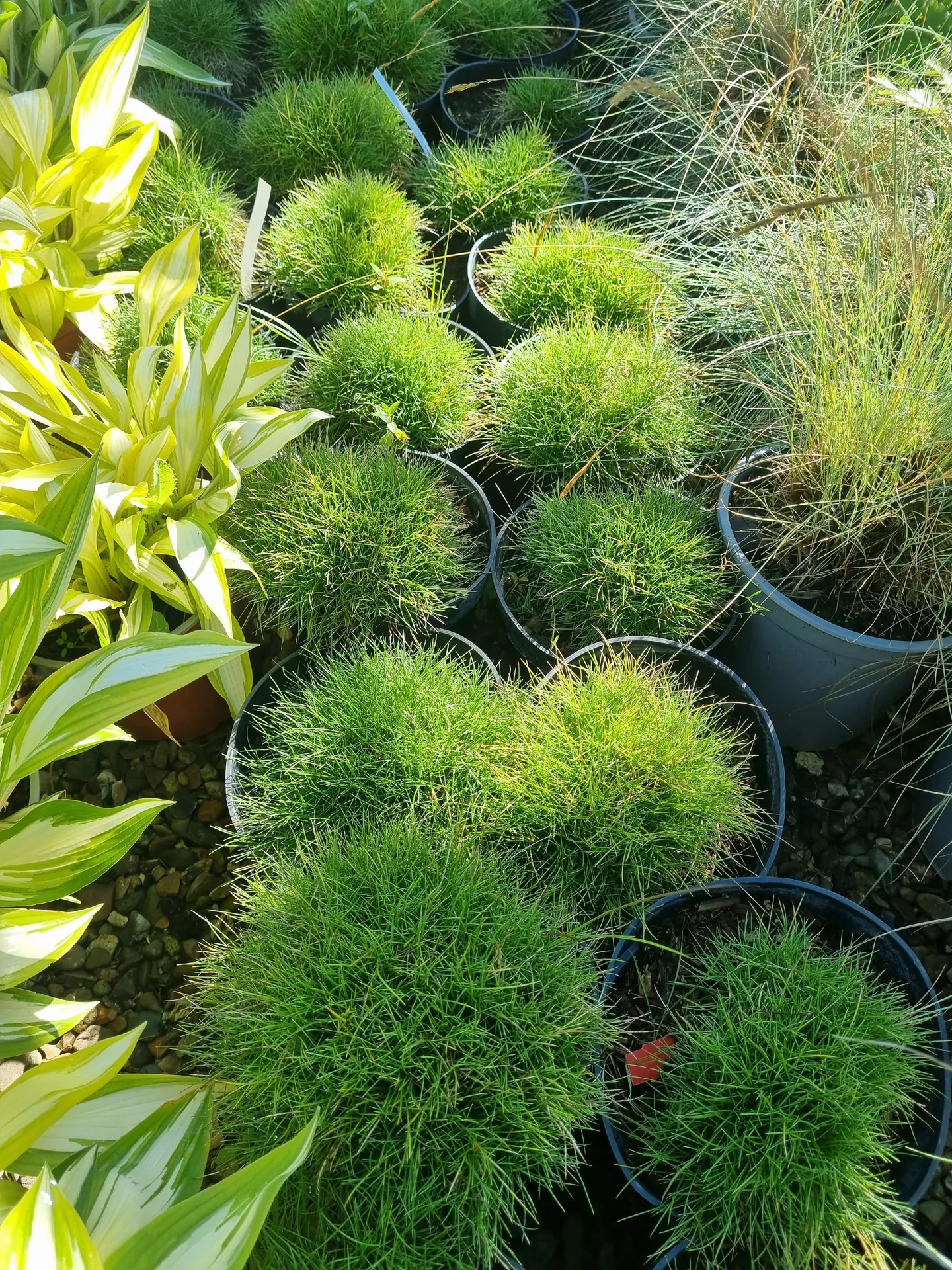 Festuca gautieri Pic Carlit