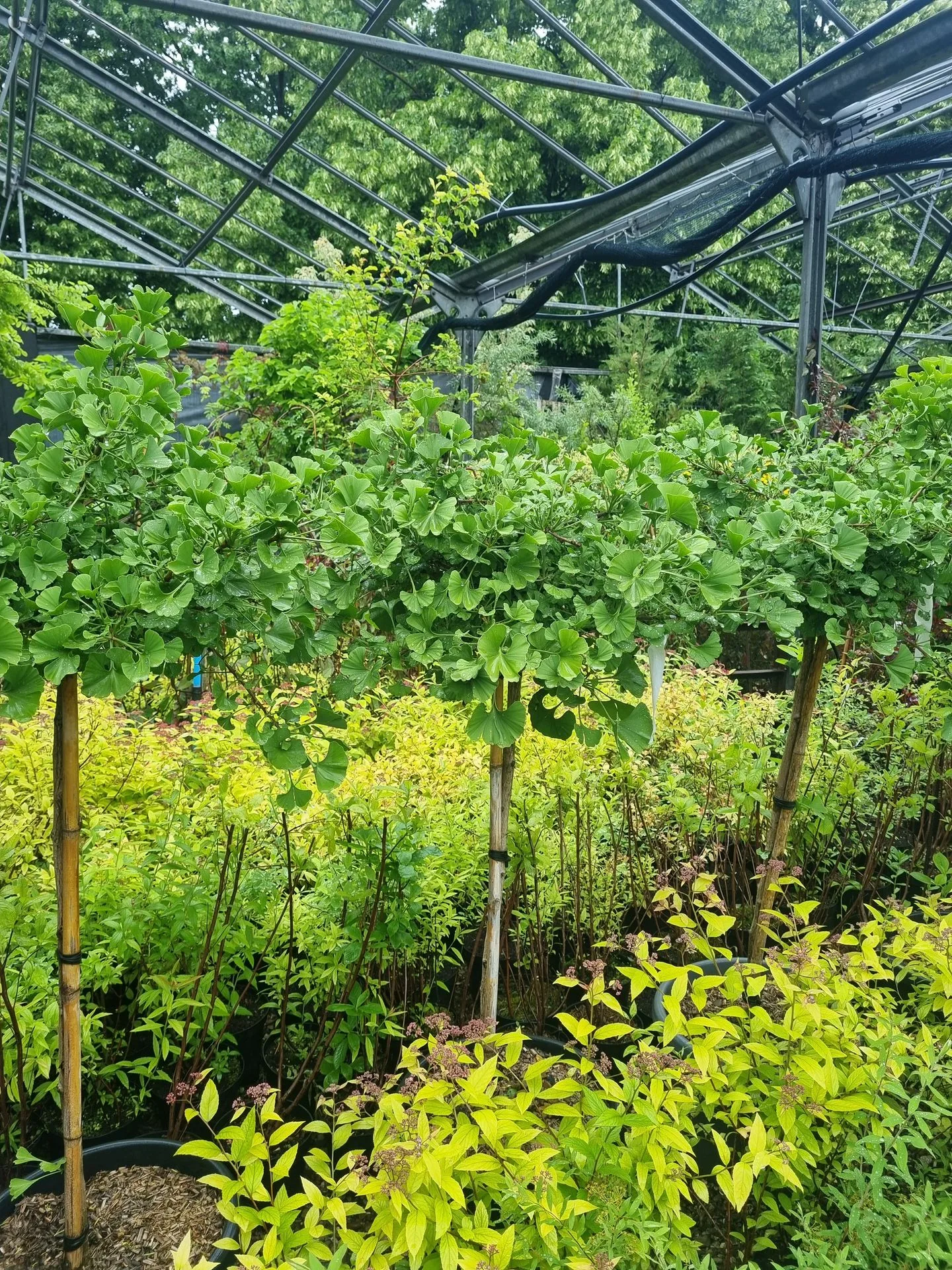 GINKGO BIL. MARIKEN 1/2F