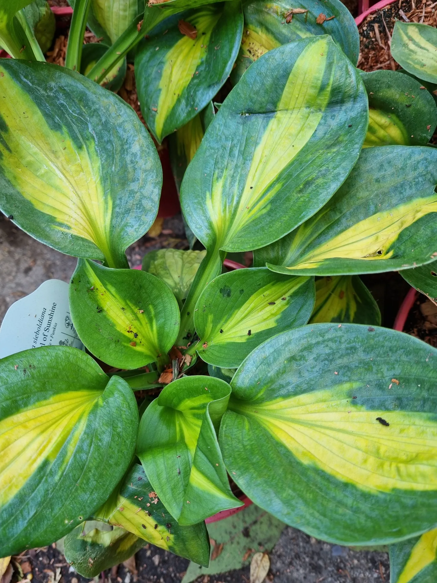 Hosta Pocketful of Sunshine