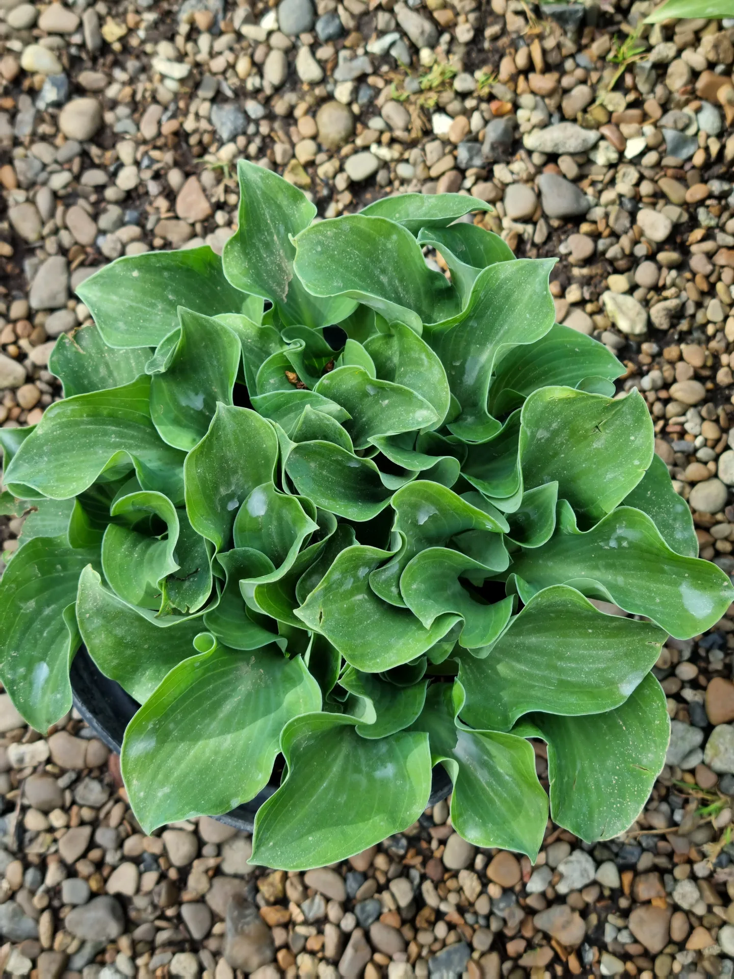 Hosta Ruffled Mouse Ears