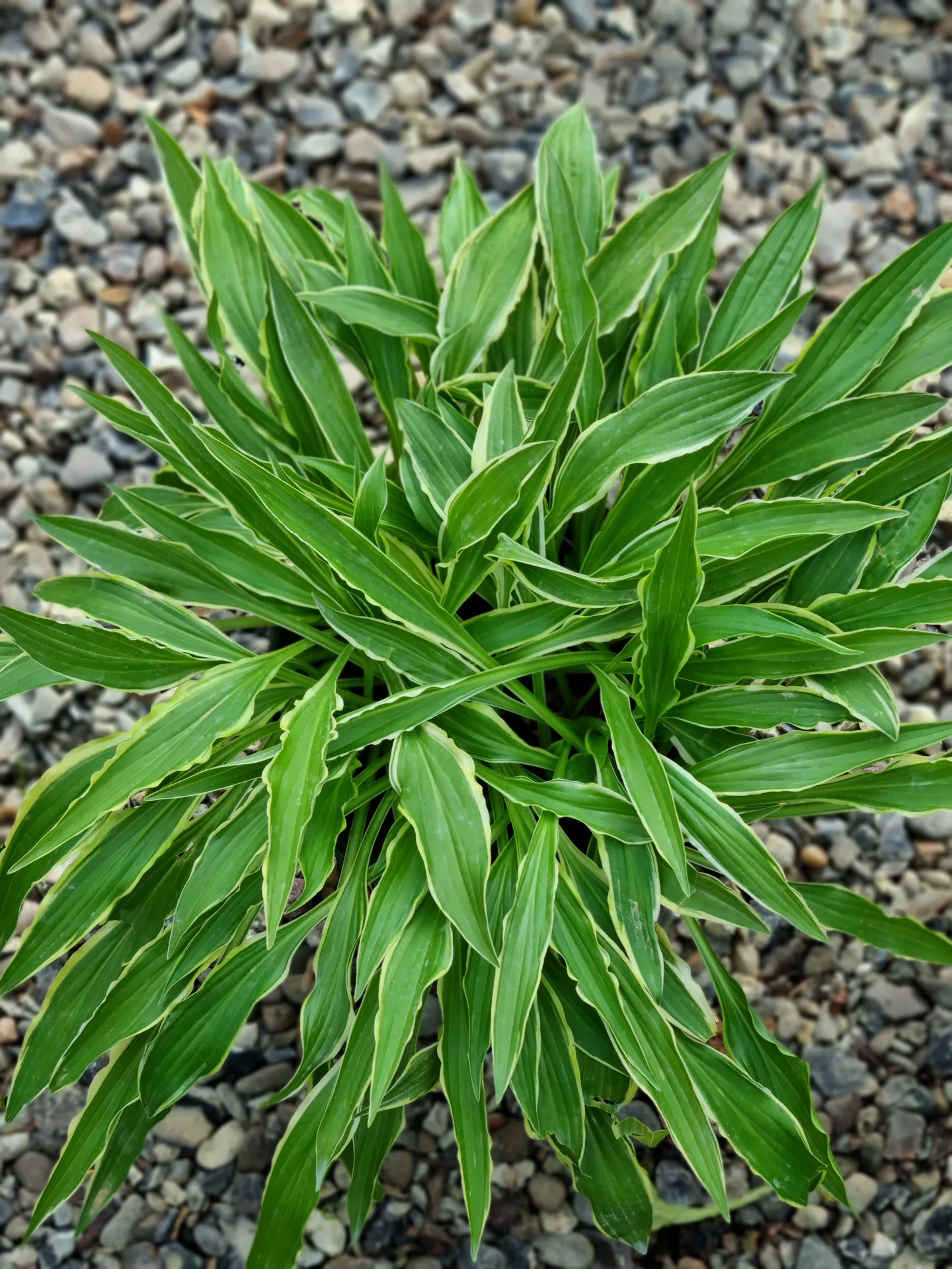 Hosta Stiletto
