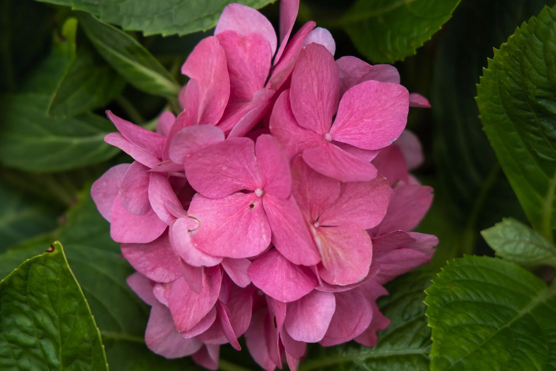 Hydrangea macrophylla Gartenbaudirektor Kuchnert