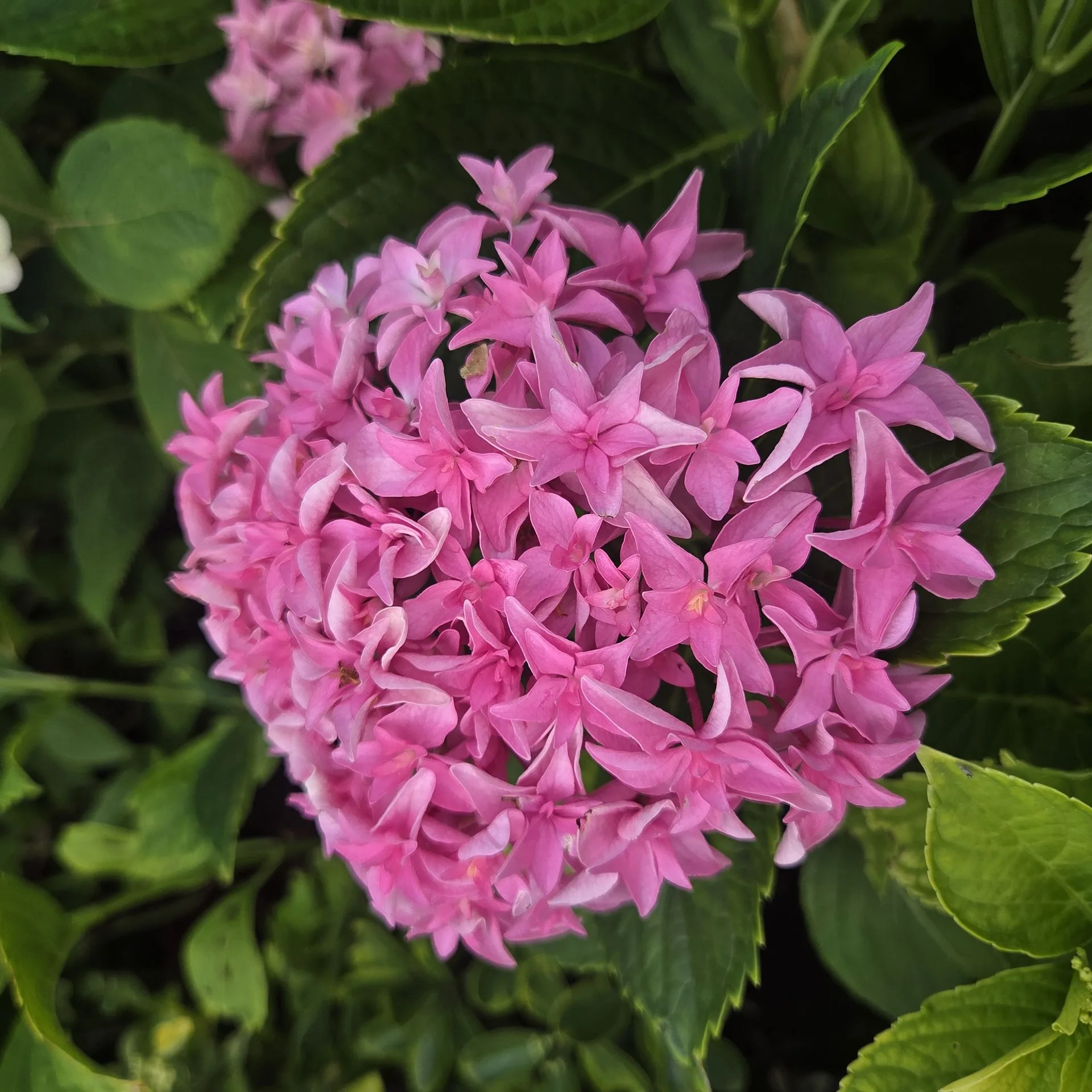 Hydrangea macrophylla Princess Diana
