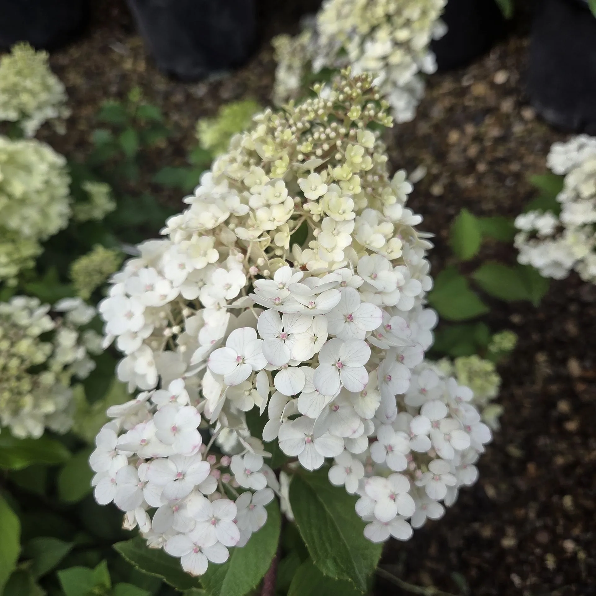 Hydrangea paniculata Framboisine PBR