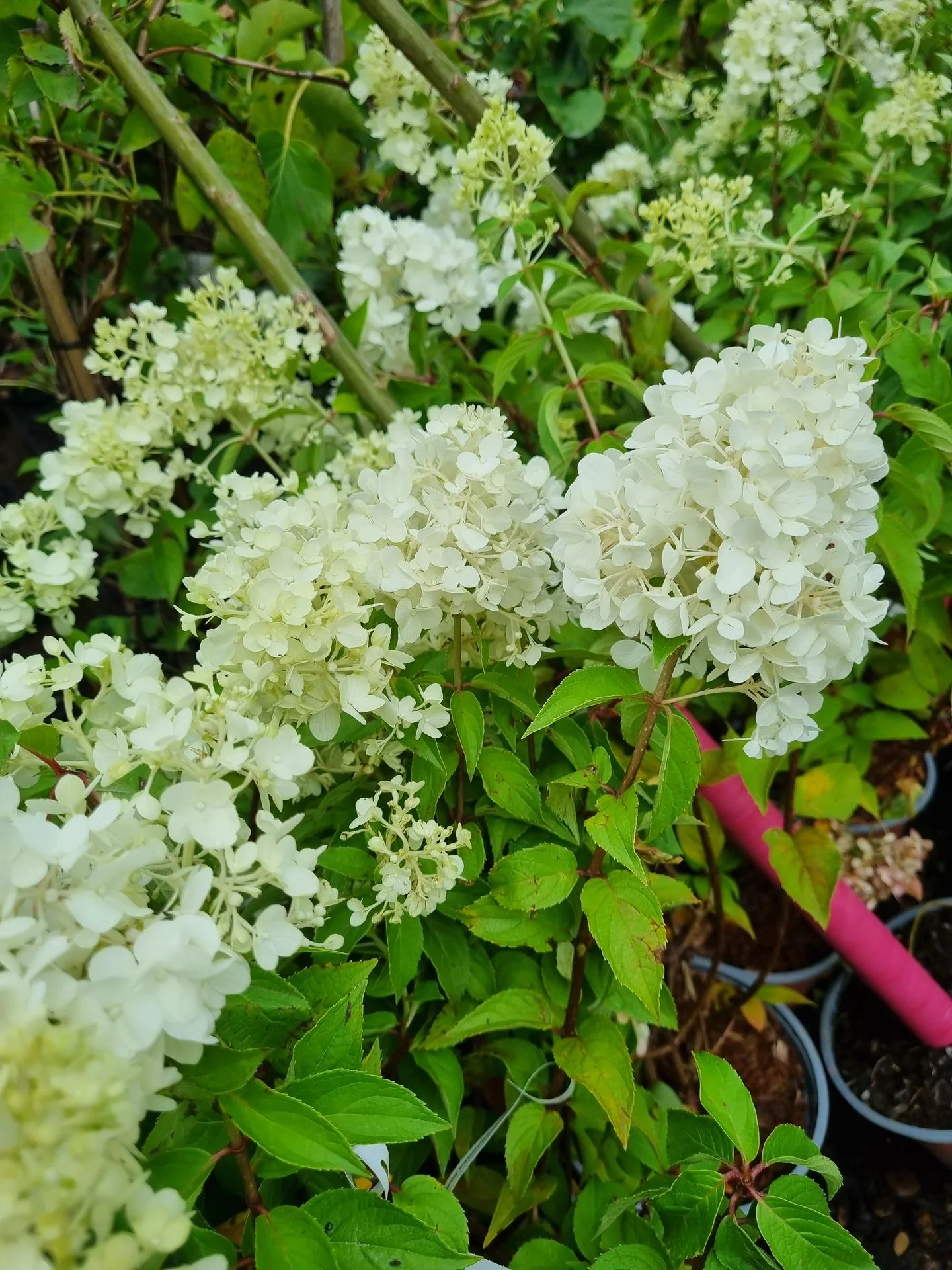 Hydrangea paniculata Petite Cherry PBR
