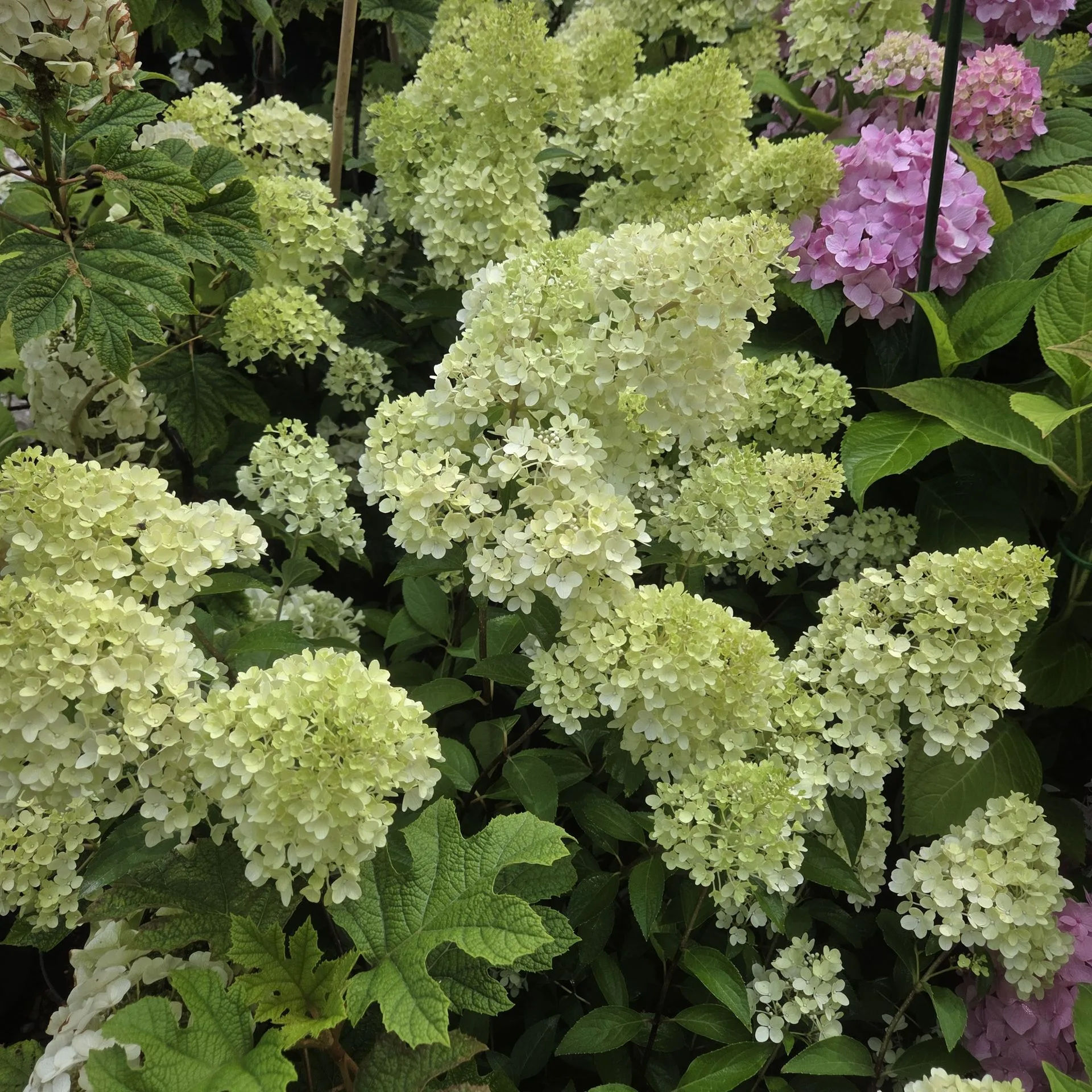 Hydrangea paniculata Petite Flori PBR