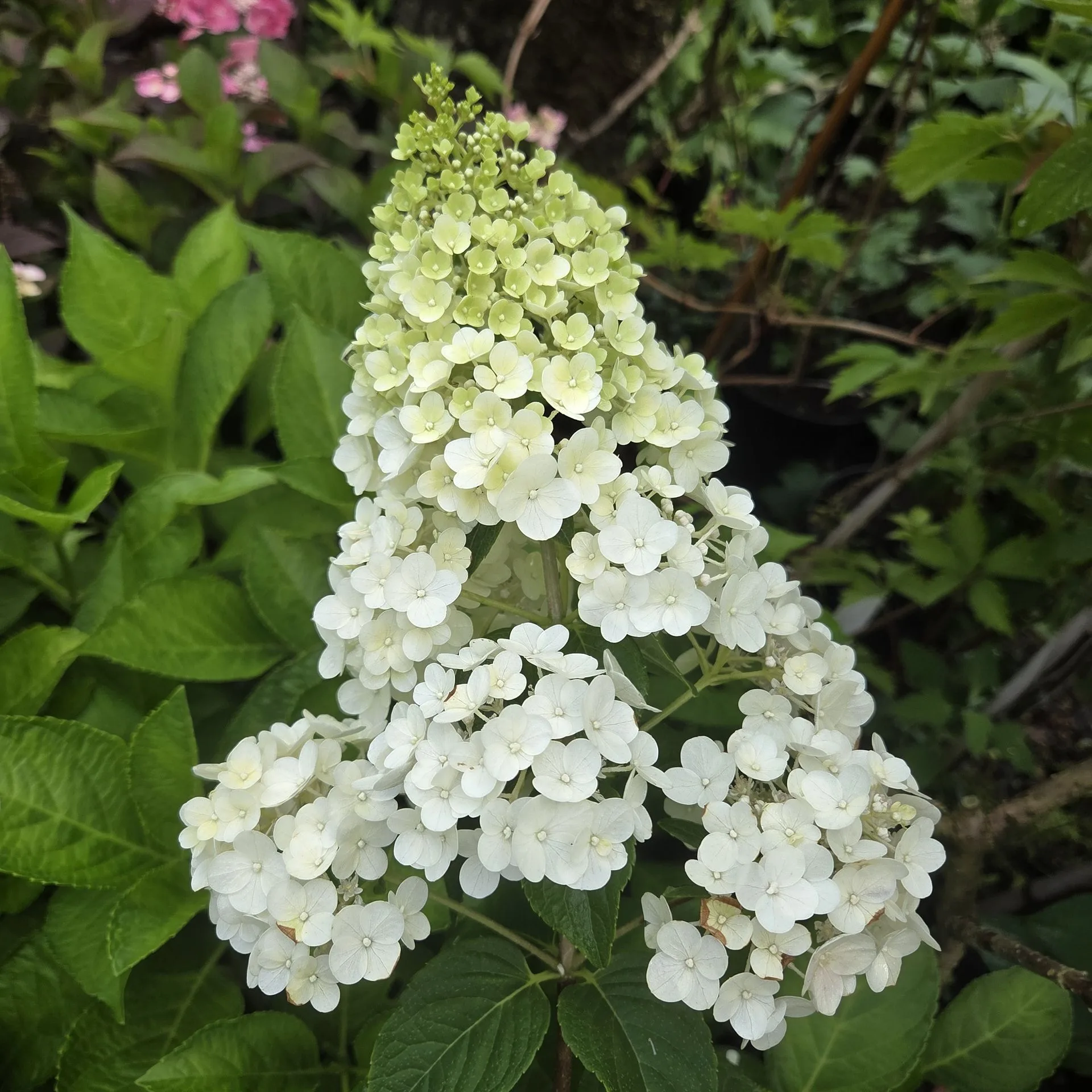 Hydrangea paniculata SUNDAE FRAISE