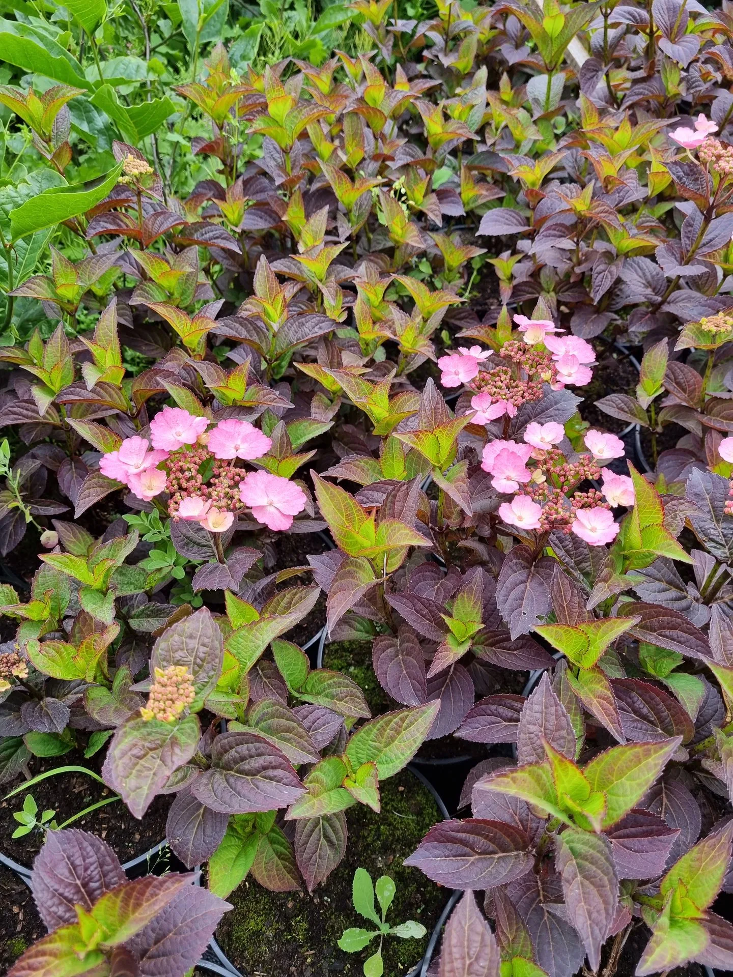 Hydrangea serrata Daredevil PBR
