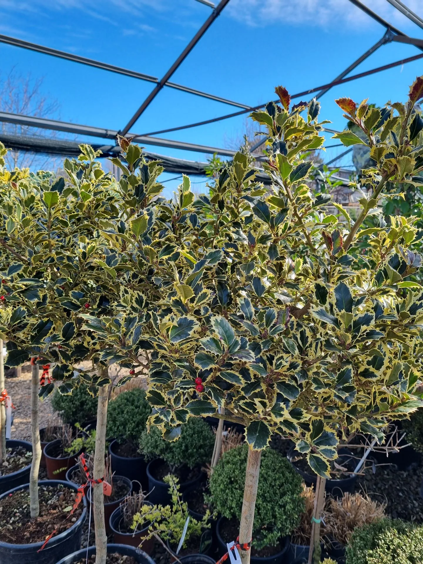 ILEX AQU. VARIEGATUM 1/2F