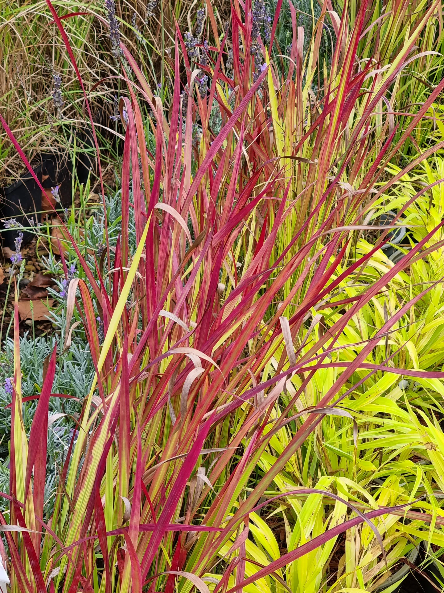 Imperata cylindrica Red Baron
