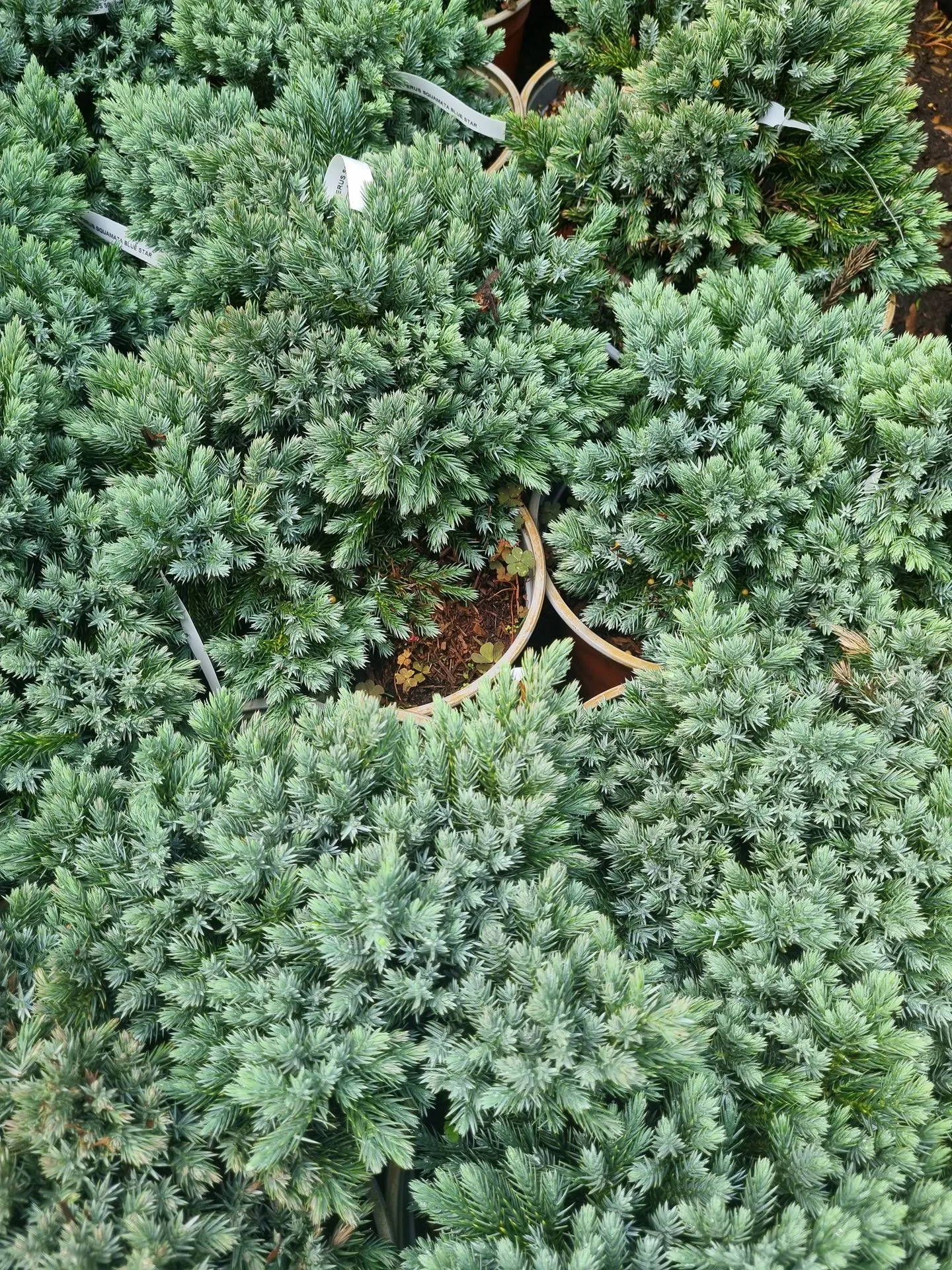 Juniperus squamata Blue Star