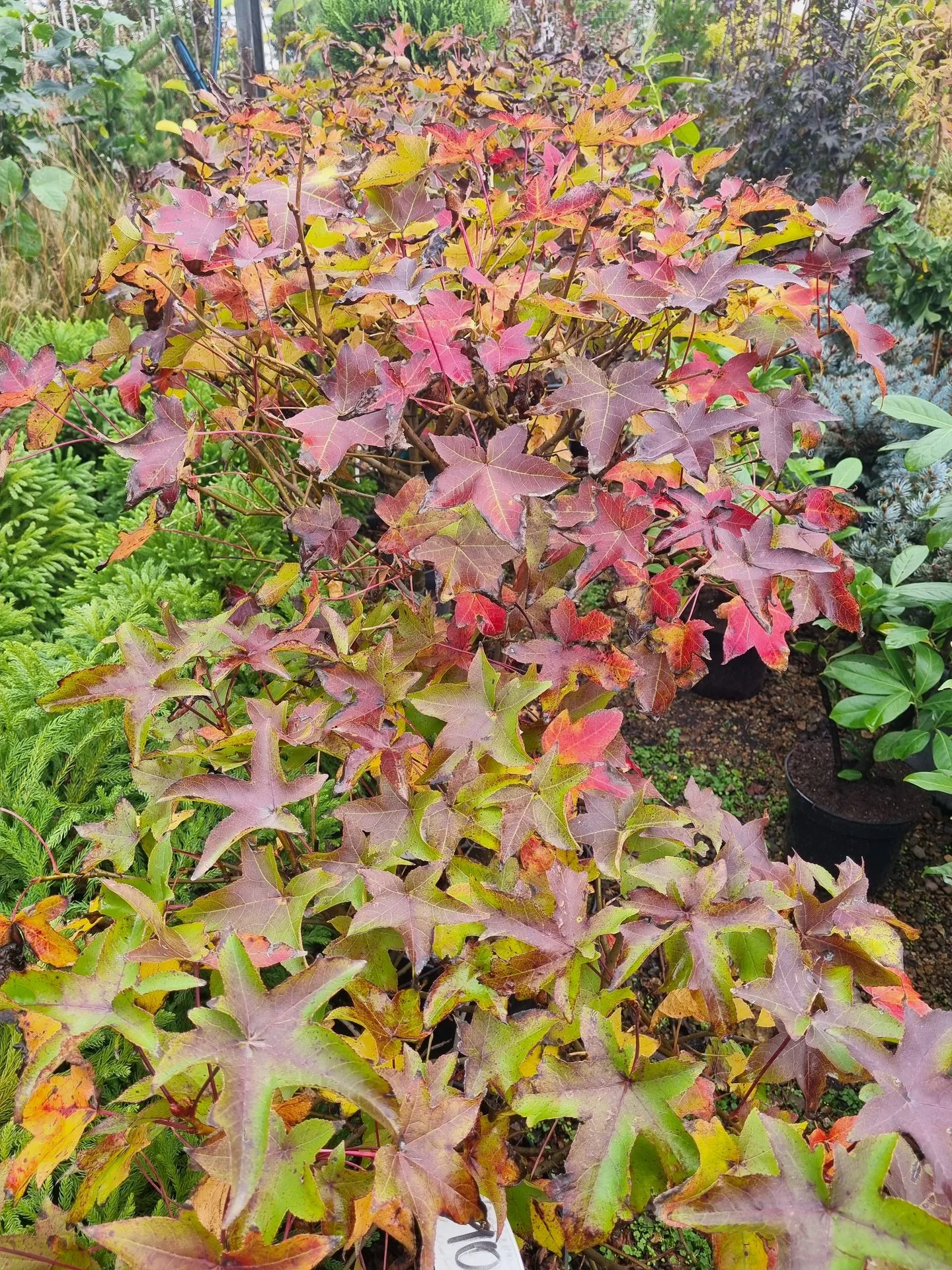 LIQUIDAMBAR STYR. GUM BALL 1/4F