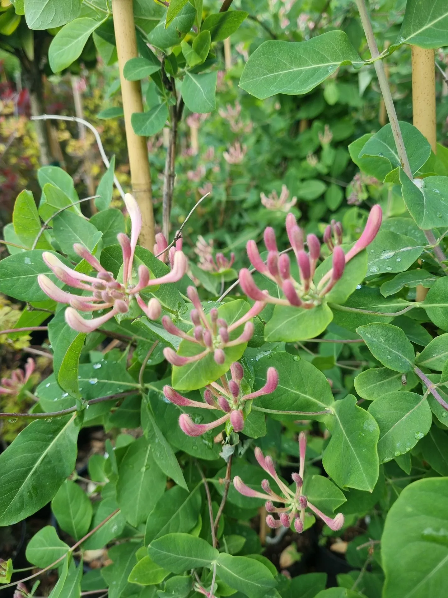 Lonicera periclymenum Serotina