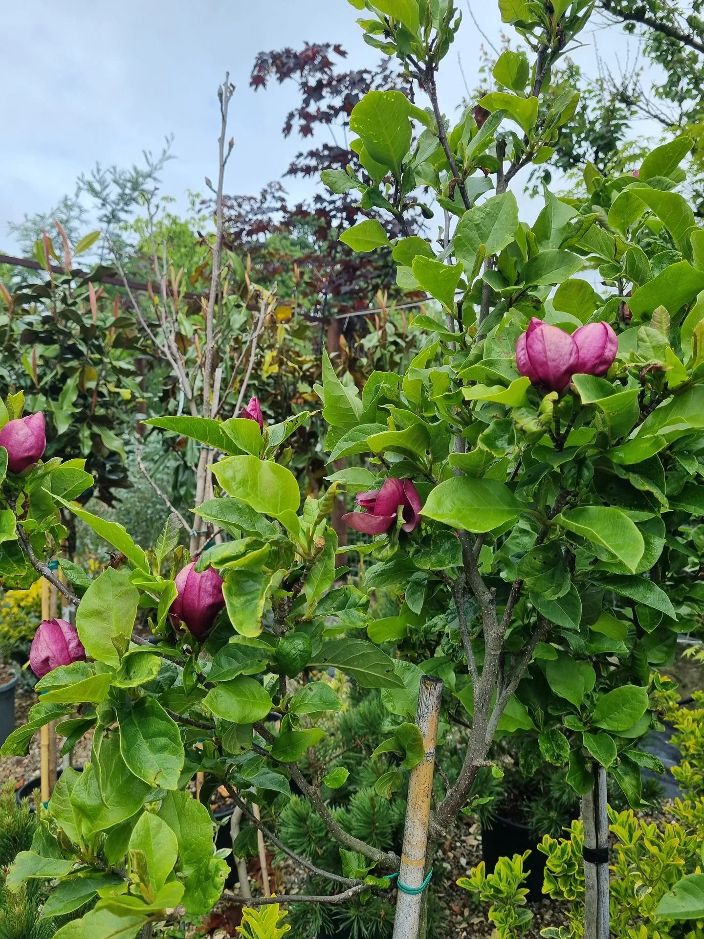 MAGNOLIA GENIE PBR