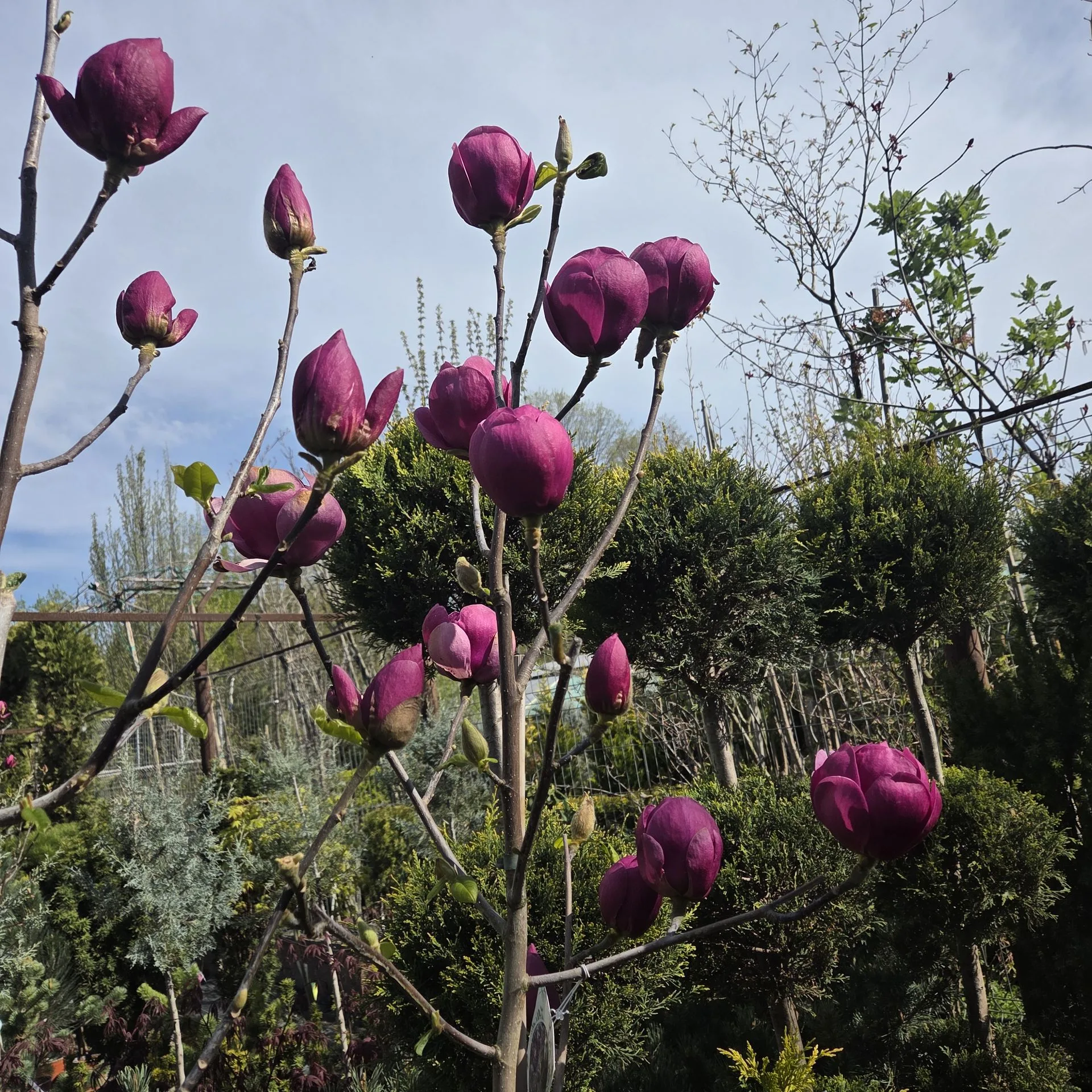 Magnolia  Black Tulip PBR