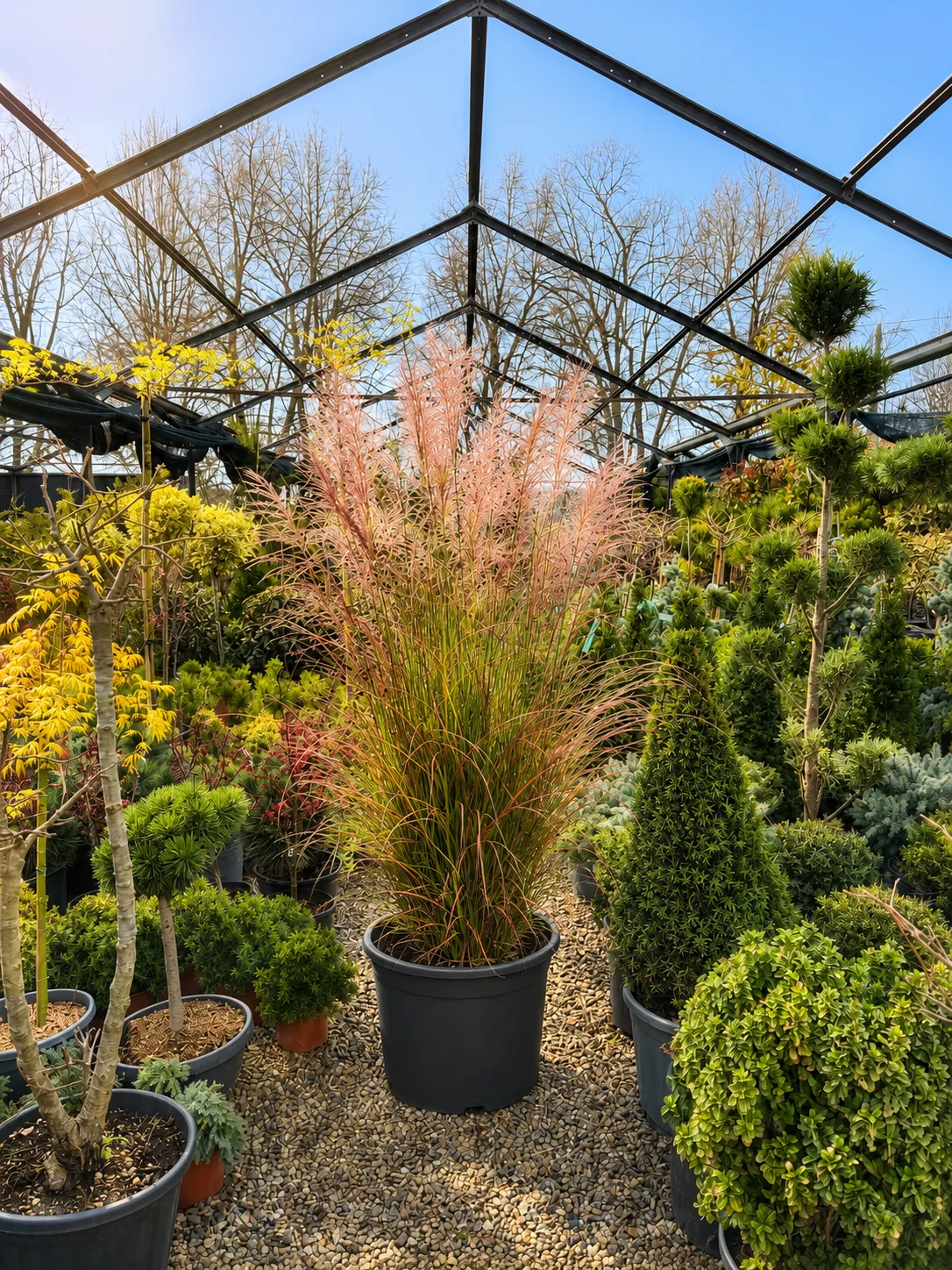 Miscanthus Sinensis Dronning Ingrid