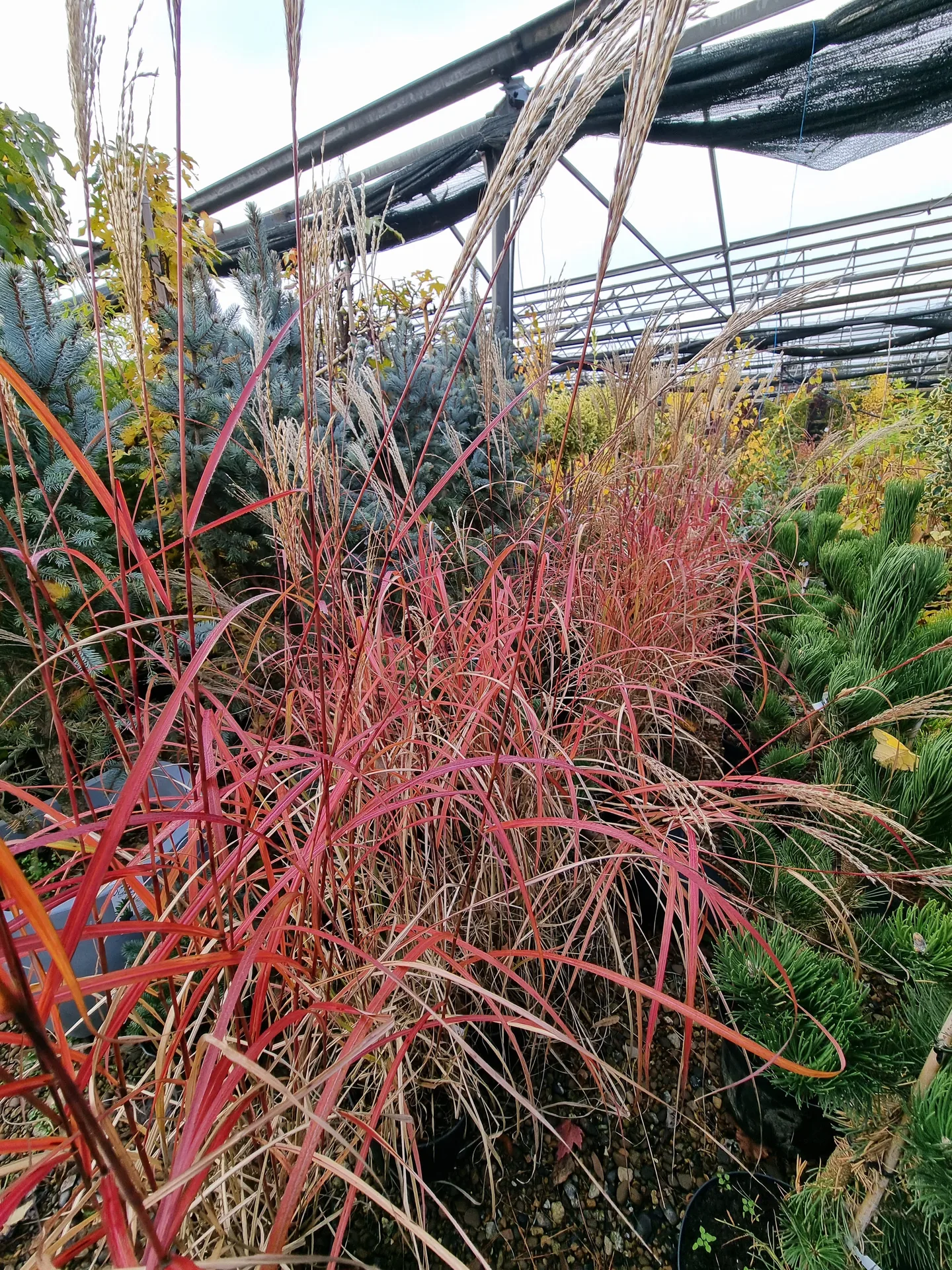 Miscanthus sinensis Purpurascens