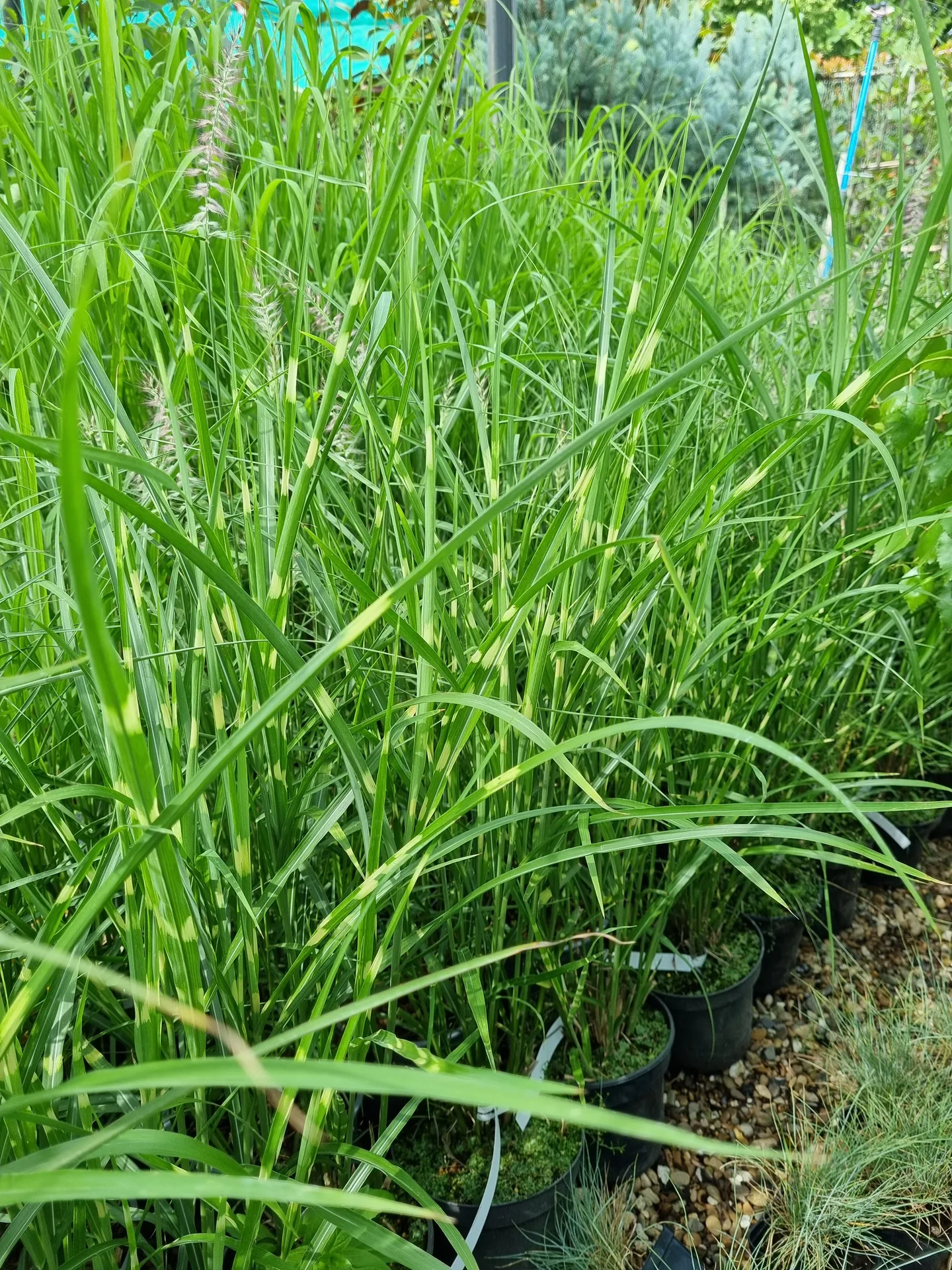 Miscanthus sinensis Zebrinus