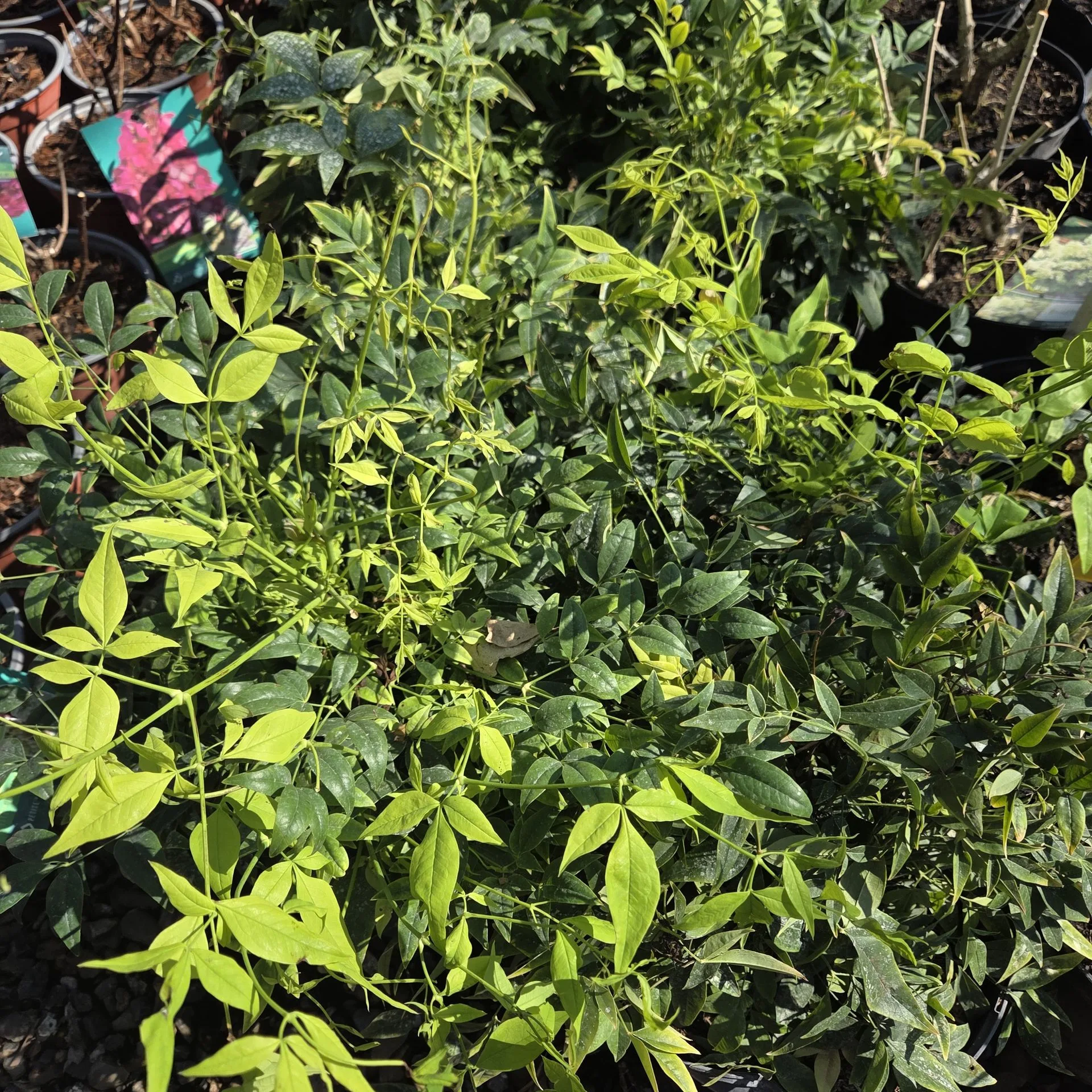 NANDINA LEMON LIME